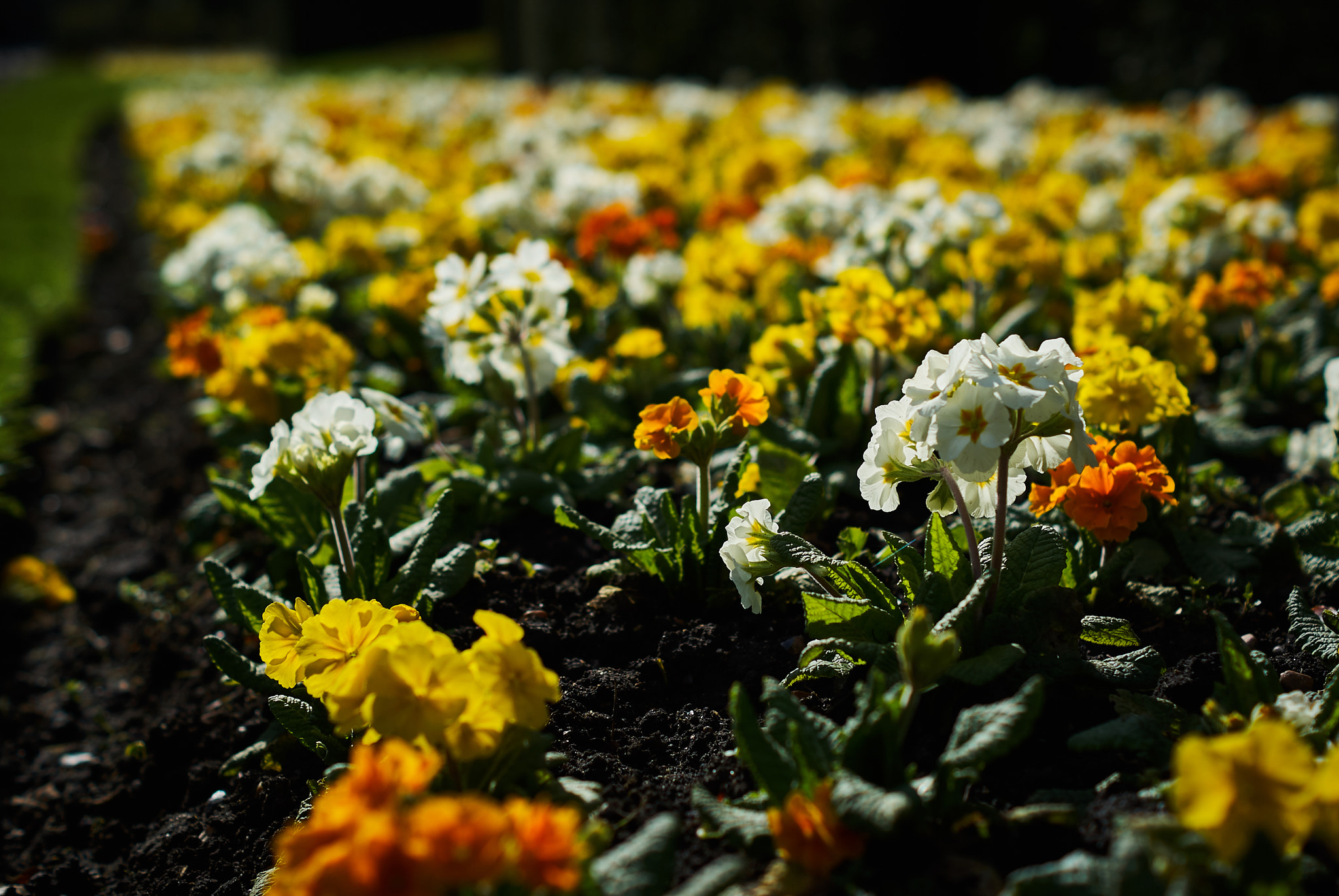 Sony Alpha DSLR-A330 sample photo. Endless yellow and white photography