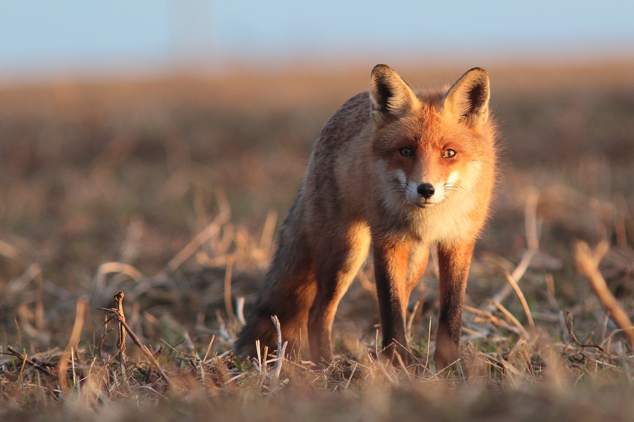 Canon EF 300mm F4L IS USM sample photo. Vulpes vulpes photography