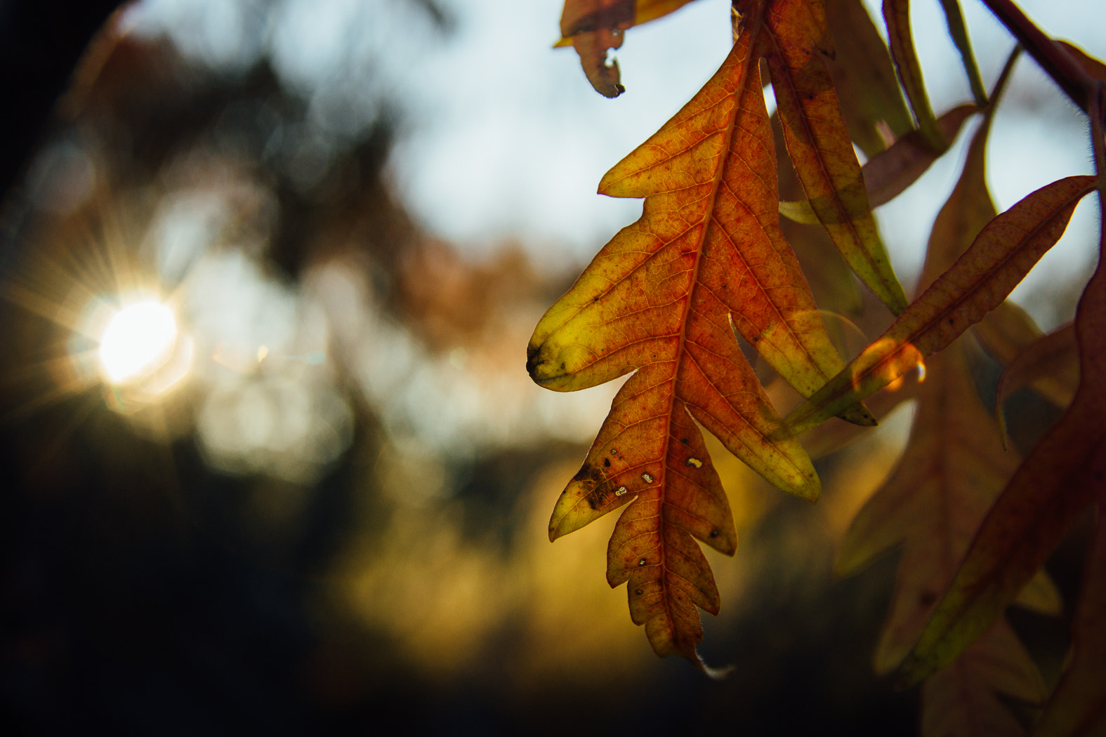 Sony SLT-A65 (SLT-A65V) sample photo. Autumn sunshine photography