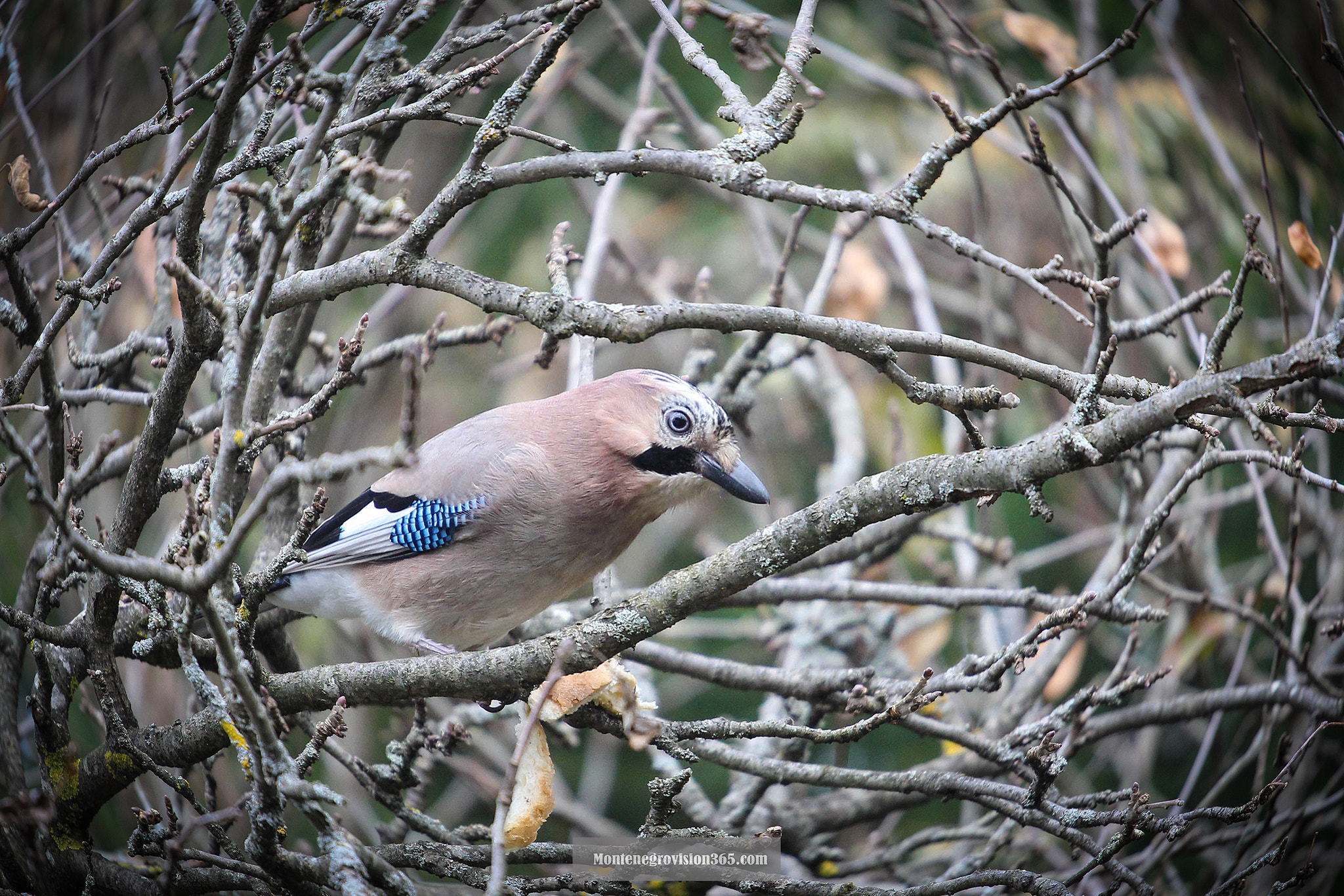 Canon EOS 60D + Canon EF 70-200mm F4L USM sample photo. Beautiful bird from montenegro! photography