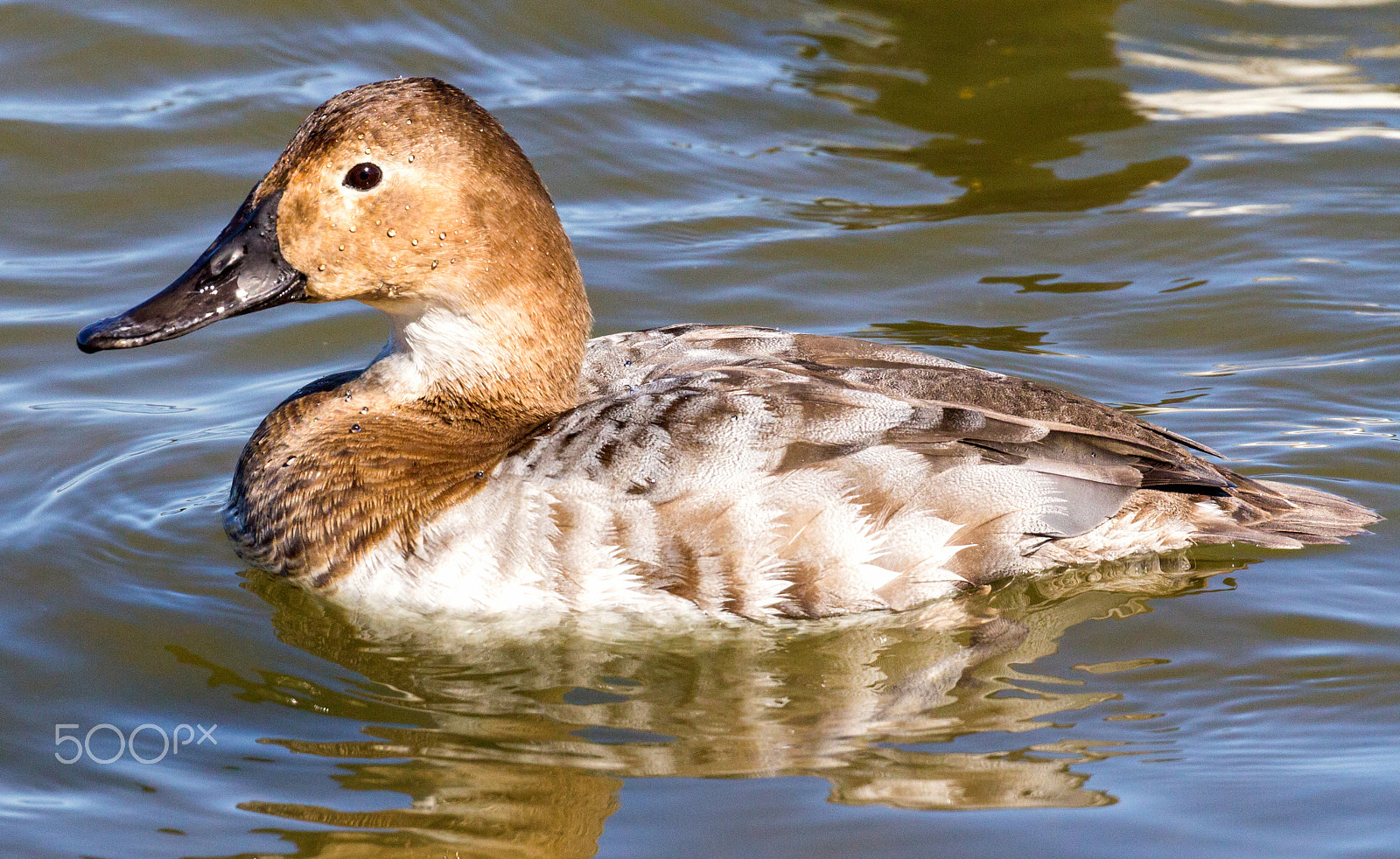 Canon EOS 60D + Canon EF 100-400mm F4.5-5.6L IS II USM sample photo. Canvasback duck (female) photography