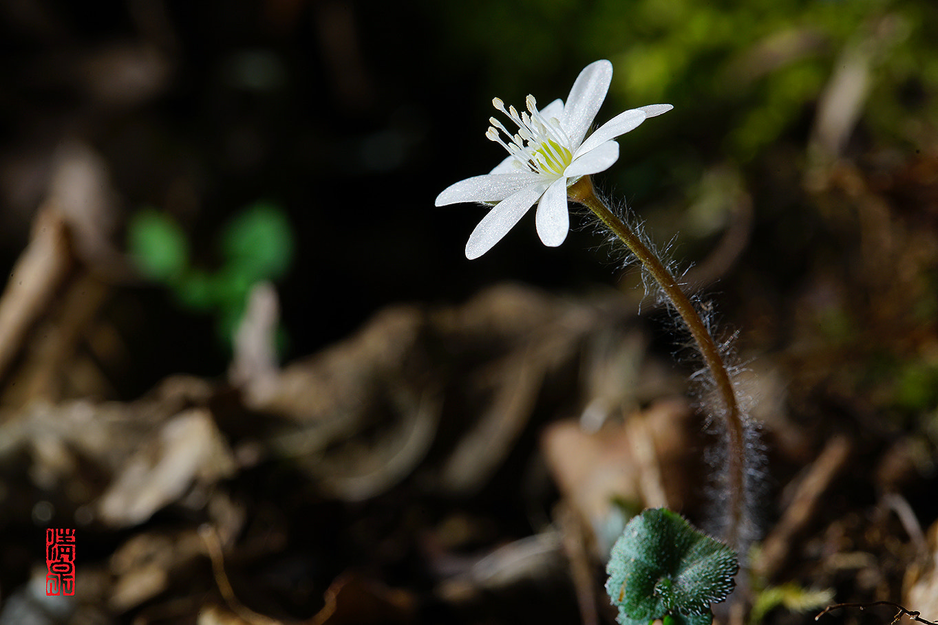 DT 100mm F2.8 SAM sample photo. Solo photography