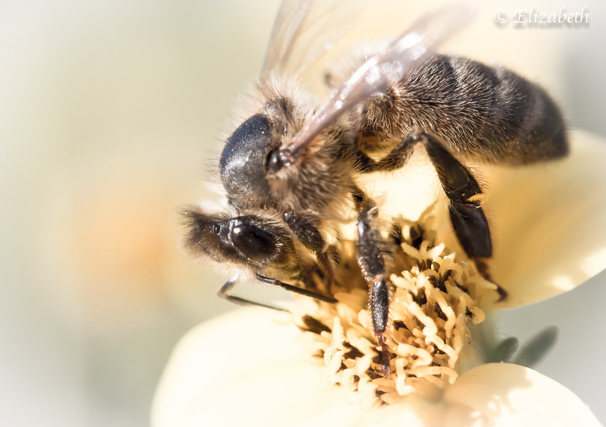Canon EF-S 60mm F2.8 Macro USM sample photo. Delicate  photography