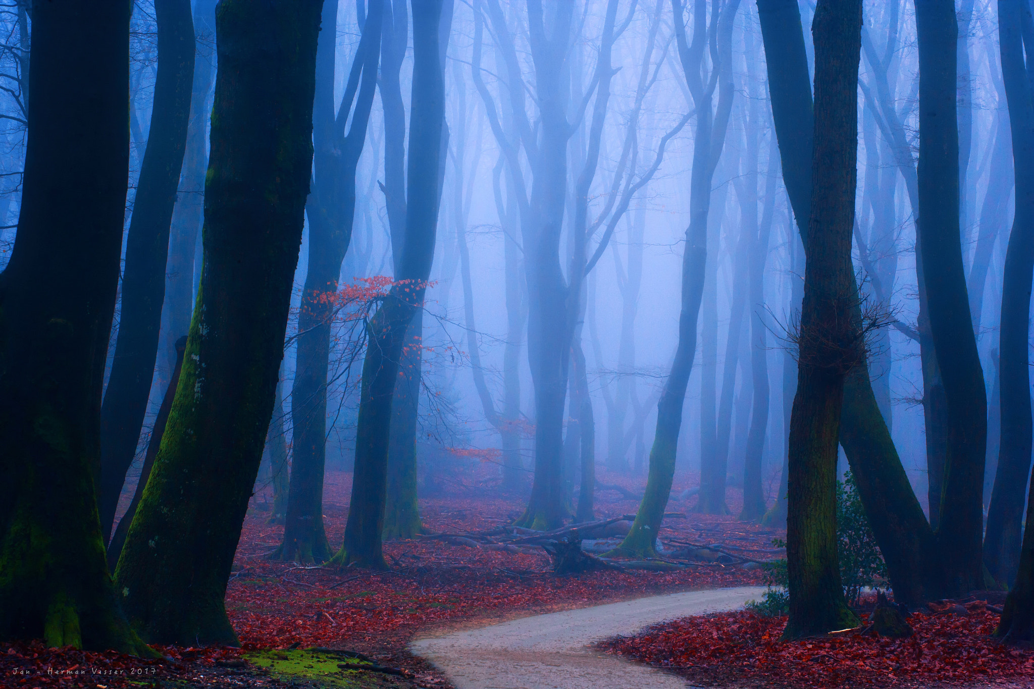 Canon EOS-1Ds Mark II sample photo. Mystical foggy forest morning photography