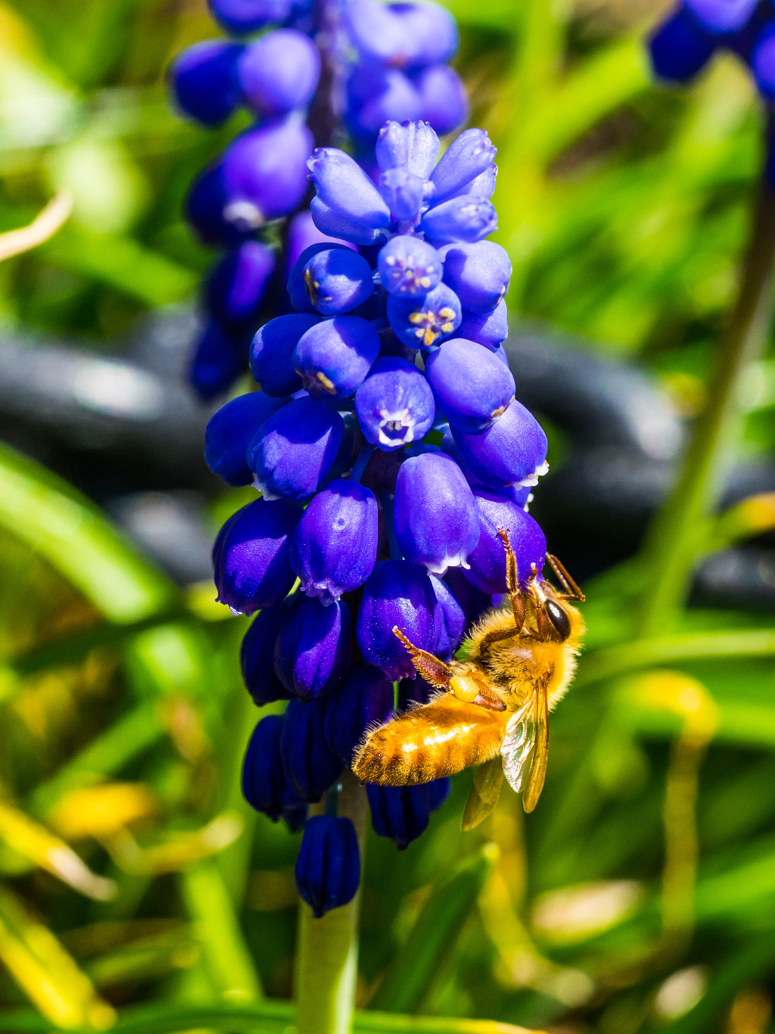 Sony a7 II + Sony FE 90mm F2.8 Macro G OSS sample photo. Bee photography