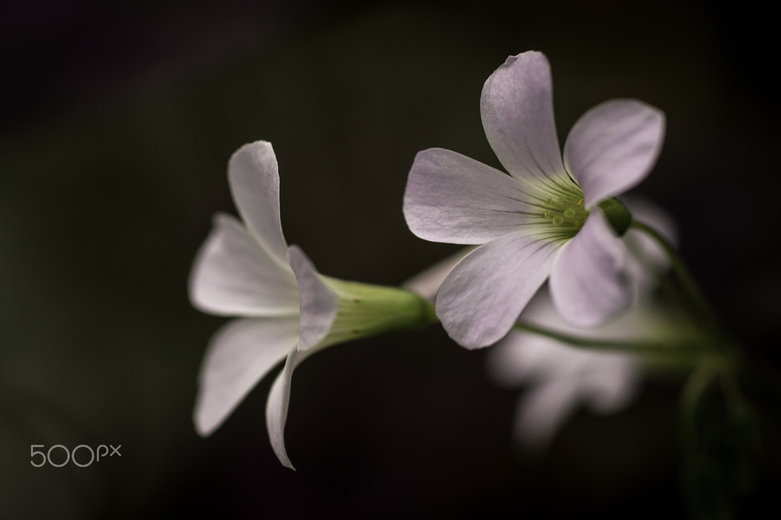 Sony a99 II + Sony 100mm F2.8 Macro sample photo. Together photography