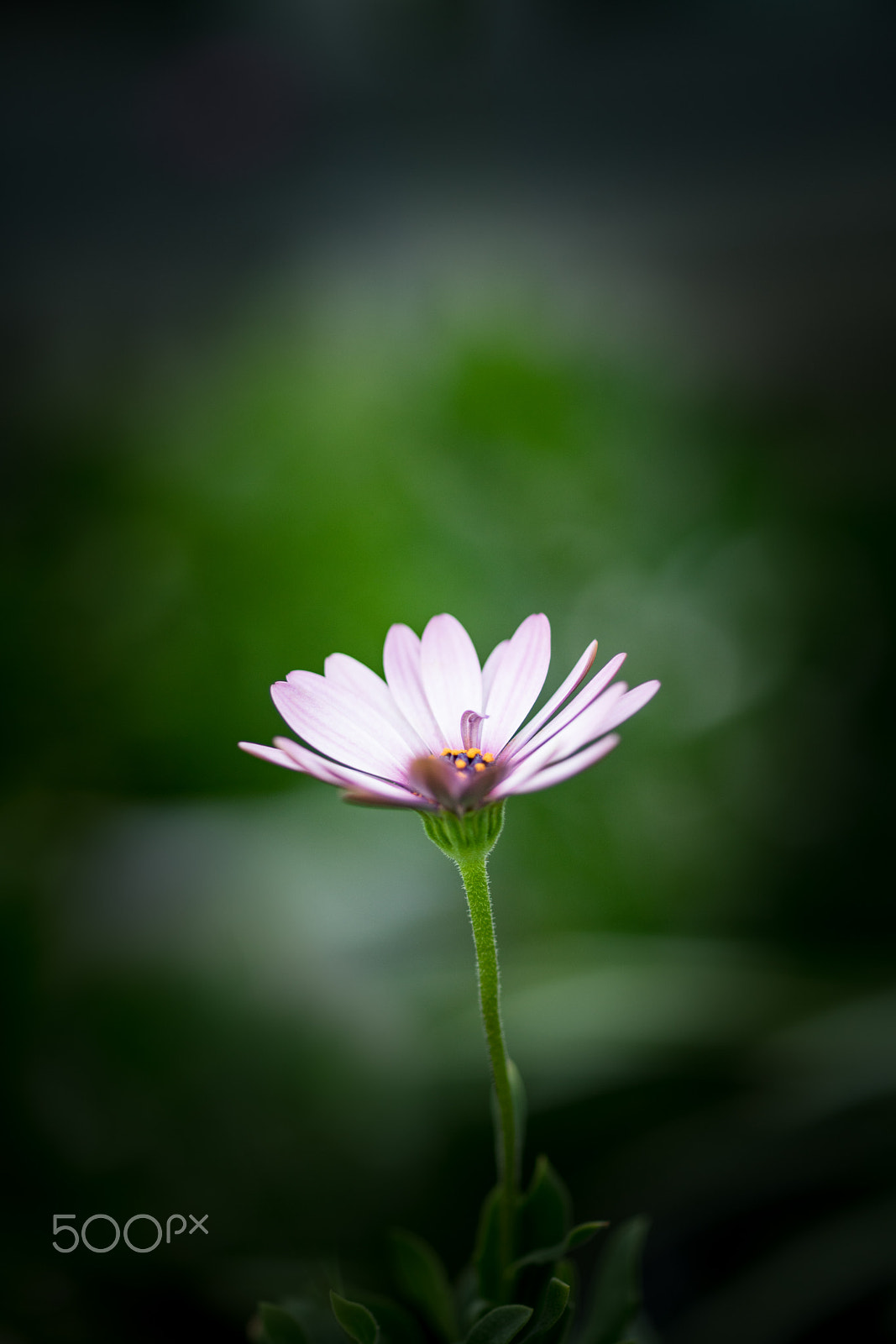 Sony a99 II + Sony 100mm F2.8 Macro sample photo. Beautiful dream photography