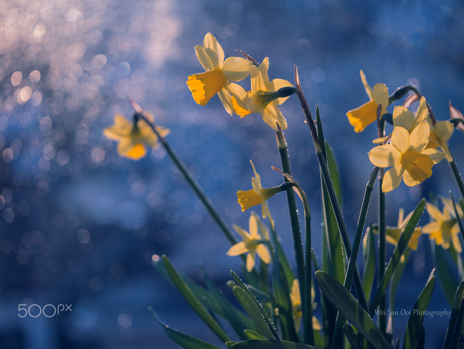 Panasonic Lumix DMC-GX7 sample photo. Daffodils 69 photography