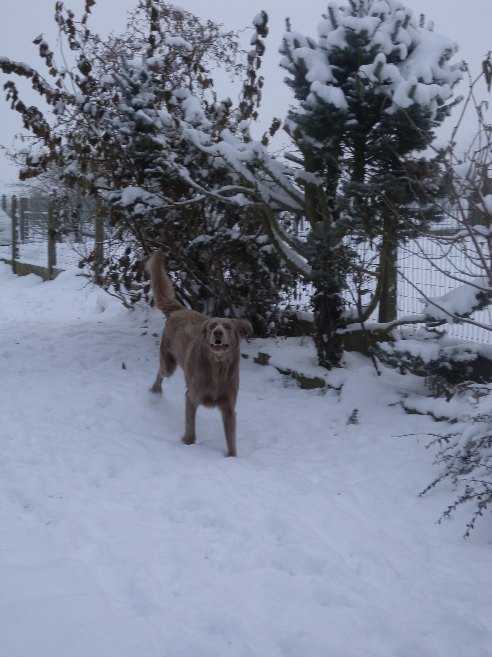 Nikon Coolpix P6000 sample photo. Weimaraner playing in the snow photography