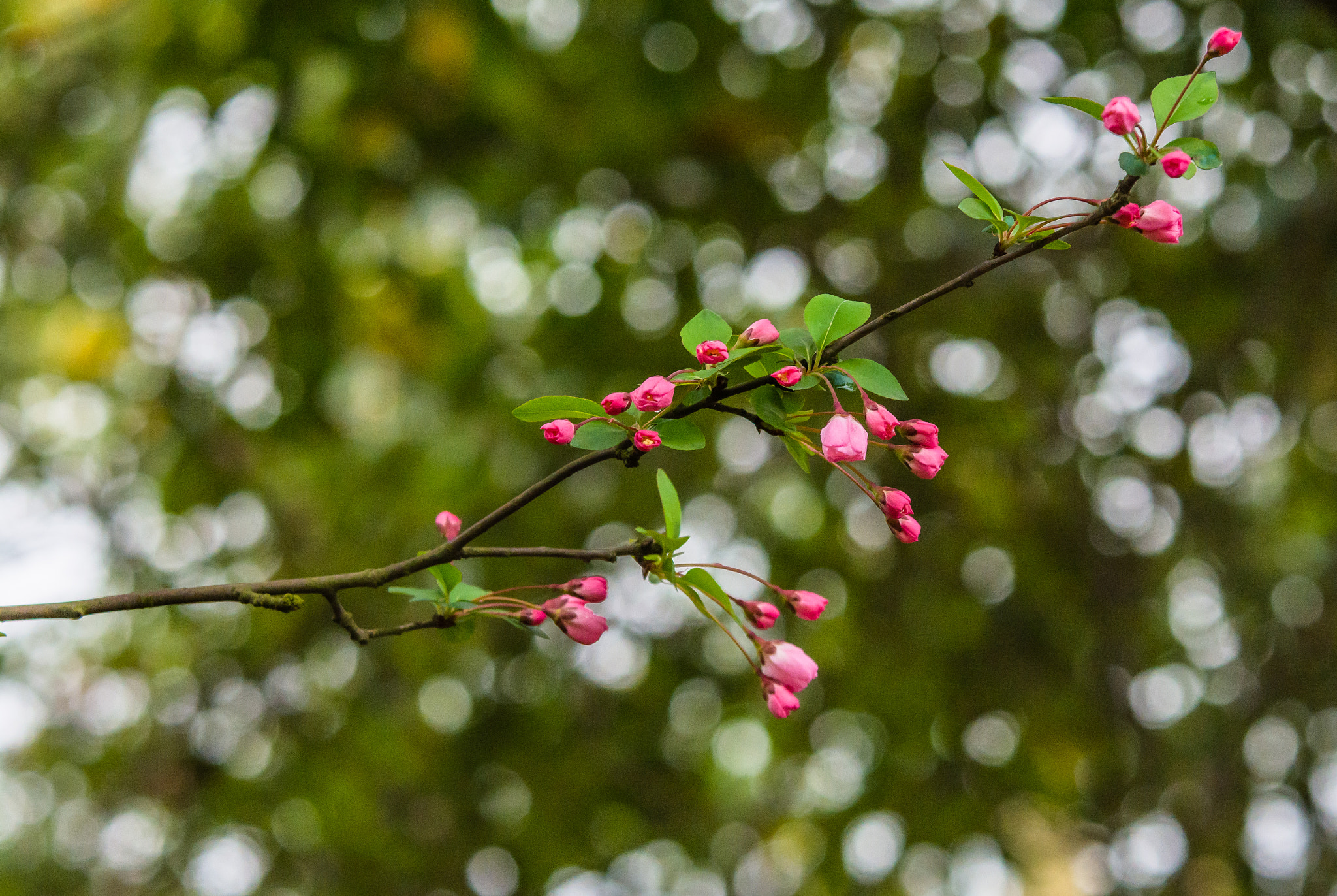 Sigma 70-200mm F2.8 EX DG OS HSM sample photo