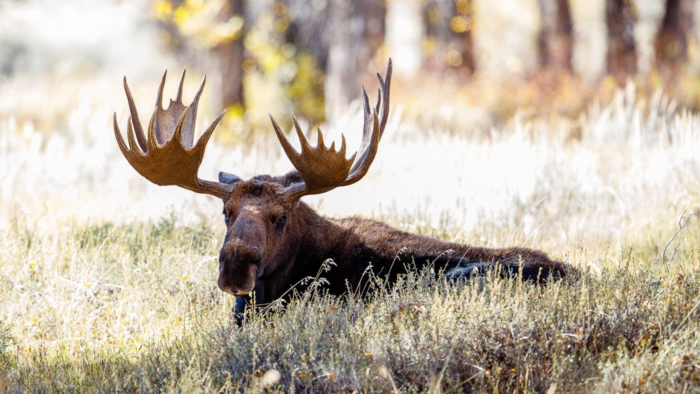 Canon EOS-1D X Mark II + Canon EF 500mm F4L IS II USM sample photo. Grand teton royalty photography