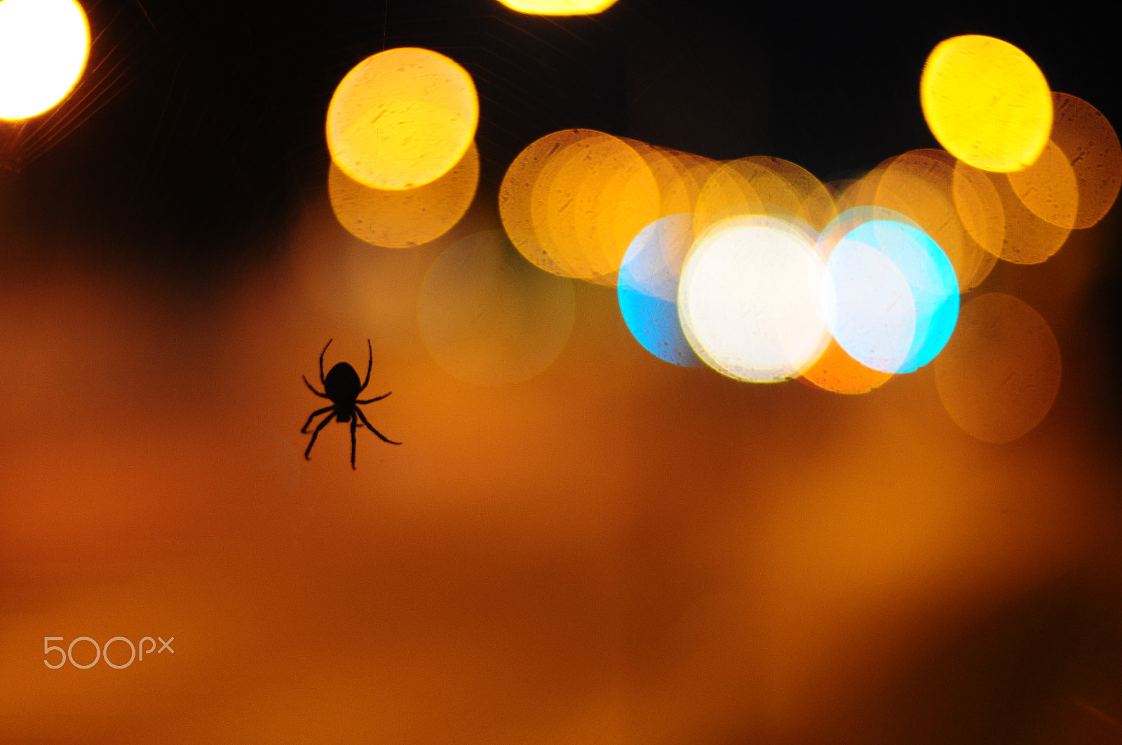 Nikon D300S + Nikon AF Nikkor 50mm F1.4D sample photo. Spider photography