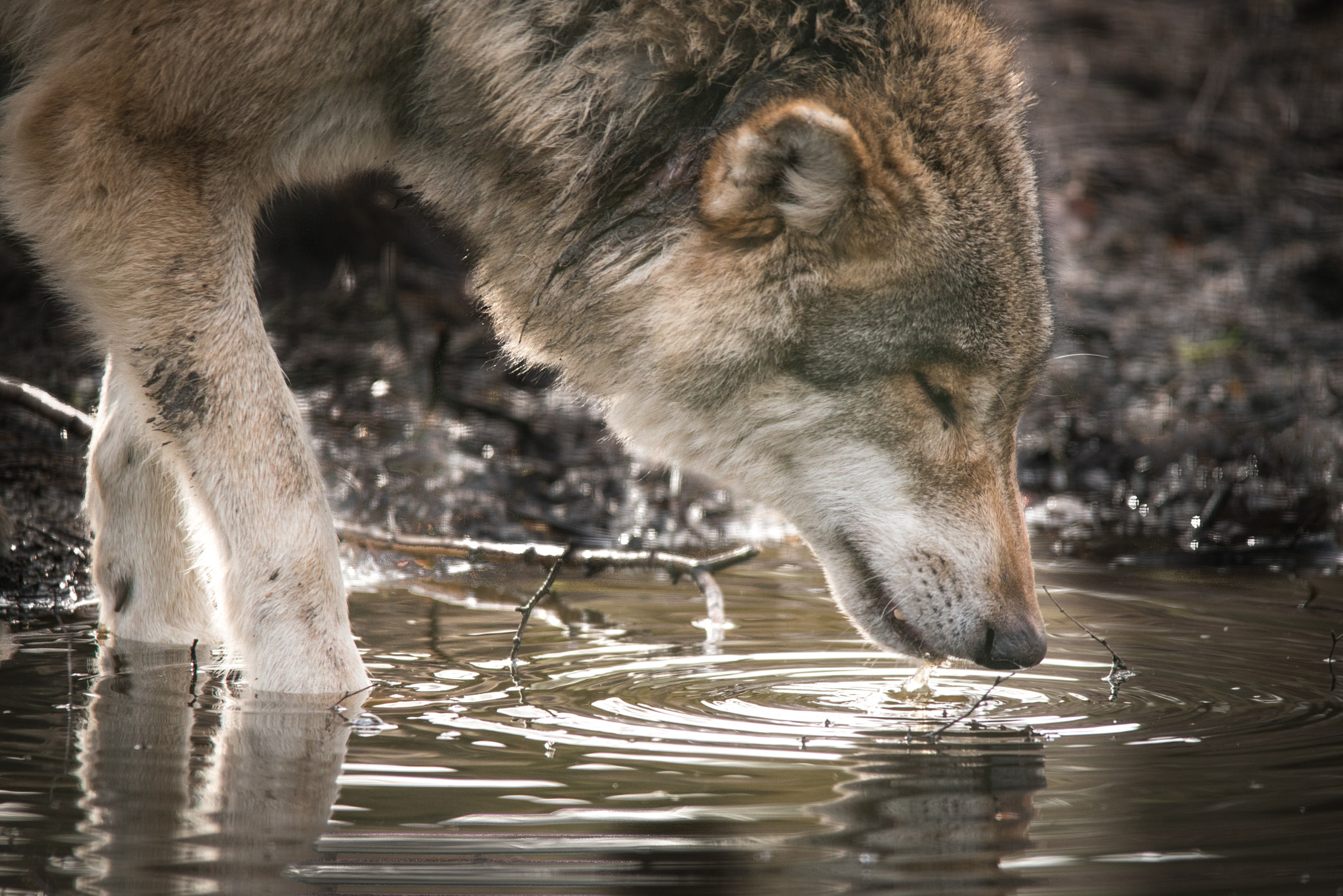Nikon D750 + Sigma 150-500mm F5-6.3 DG OS HSM sample photo. Close up. wolf in the frankenhof, germany. photography