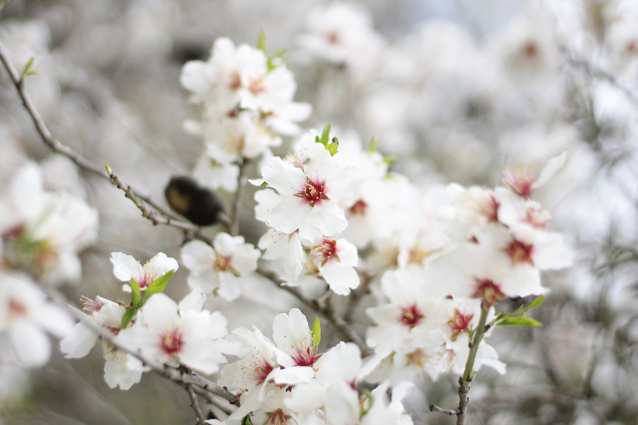 Canon EOS 1100D (EOS Rebel T3 / EOS Kiss X50) + Canon EF 50mm F1.8 STM sample photo. Bait zait flowering photography