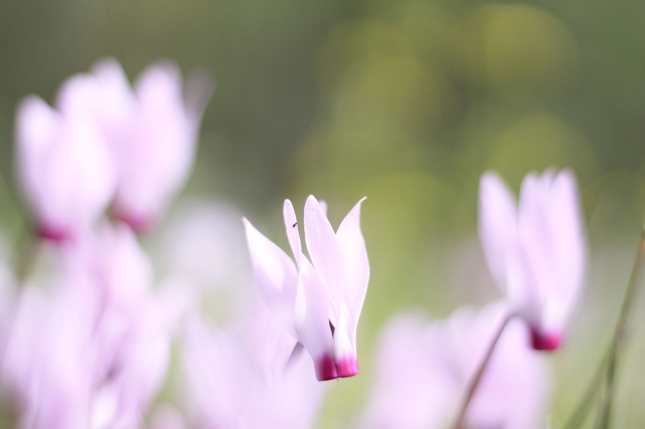 Canon EOS 1100D (EOS Rebel T3 / EOS Kiss X50) + Canon EF 50mm F1.8 STM sample photo. Bait zait flowering photography