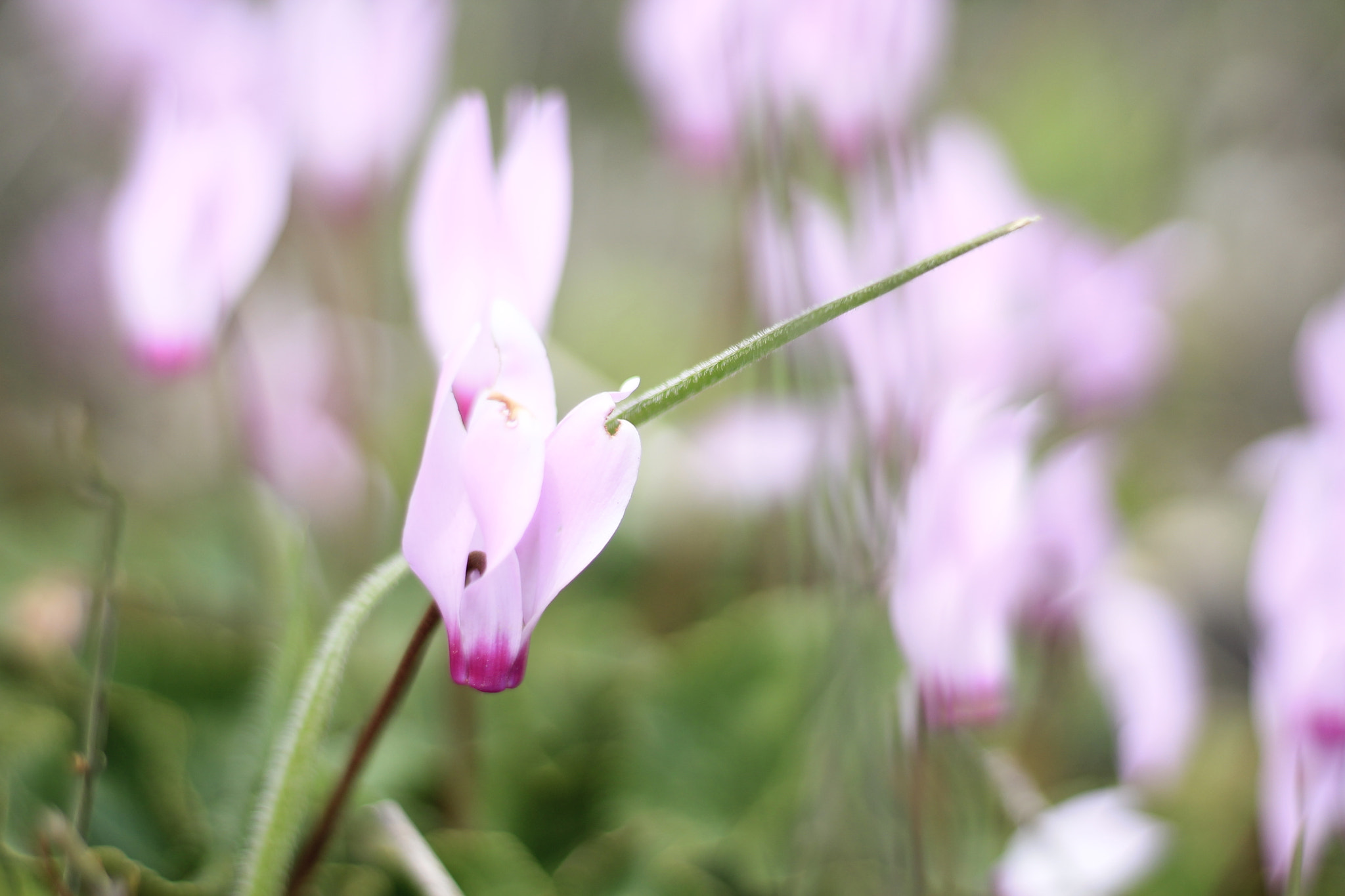 Canon EOS 1100D (EOS Rebel T3 / EOS Kiss X50) + Canon EF 50mm F1.8 STM sample photo. Bait zait flowering photography