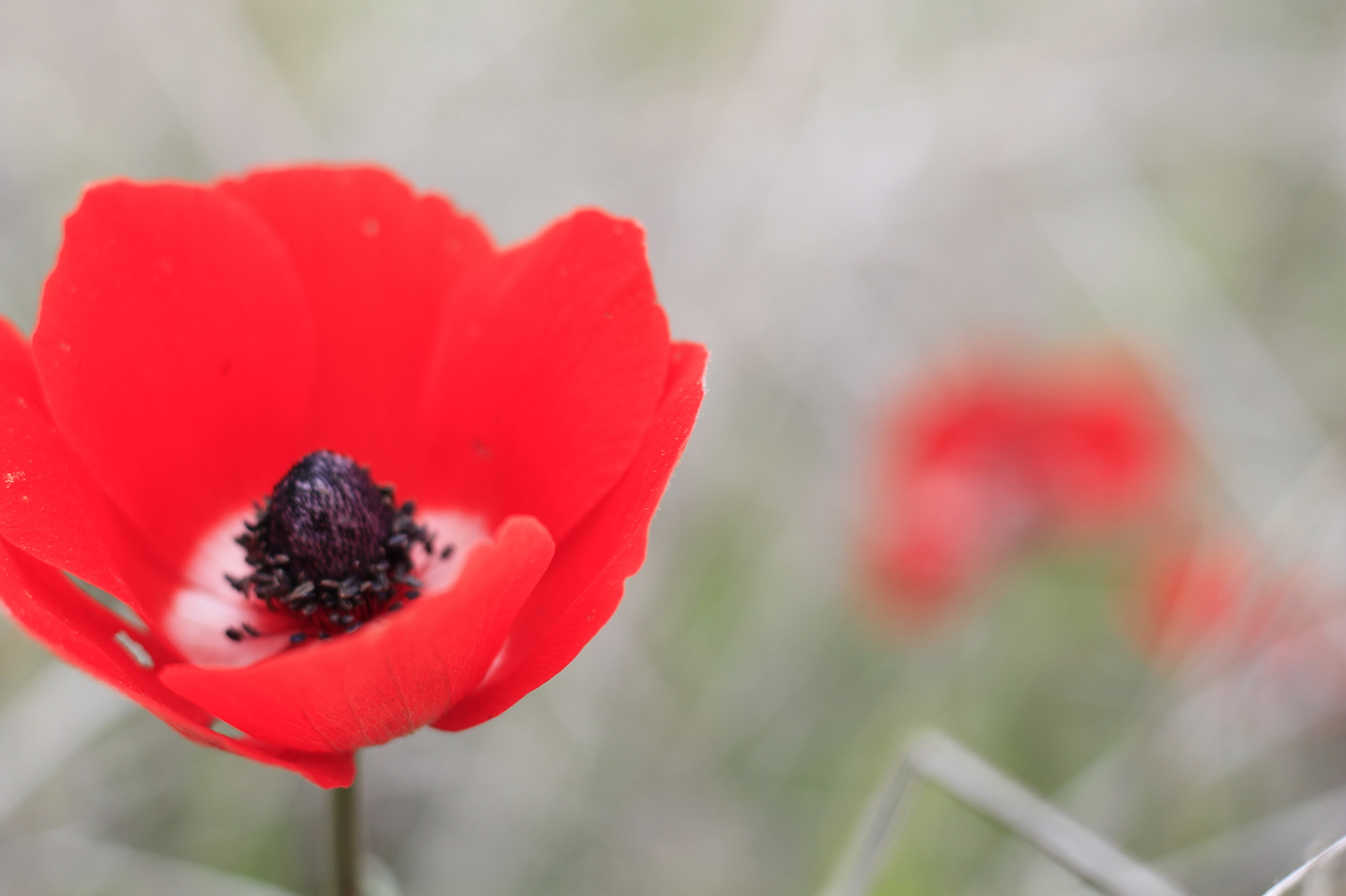 Canon EOS 1100D (EOS Rebel T3 / EOS Kiss X50) + Canon EF 50mm F1.8 STM sample photo. Bait zait flowering photography