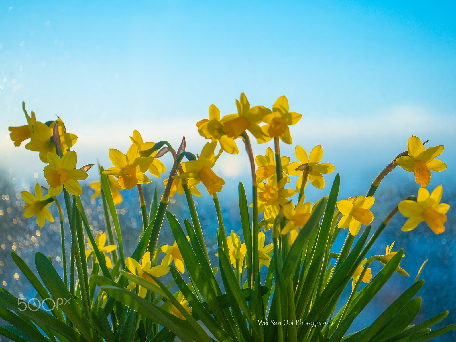 Panasonic Lumix DMC-GX7 sample photo. Daffodils 70 photography