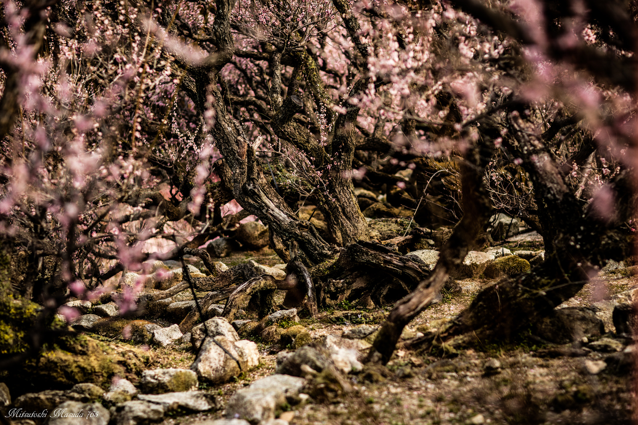 Canon EF 85mm F1.2L II USM sample photo. "ga ryūbai  (wolong plum)" fukōji temple photography
