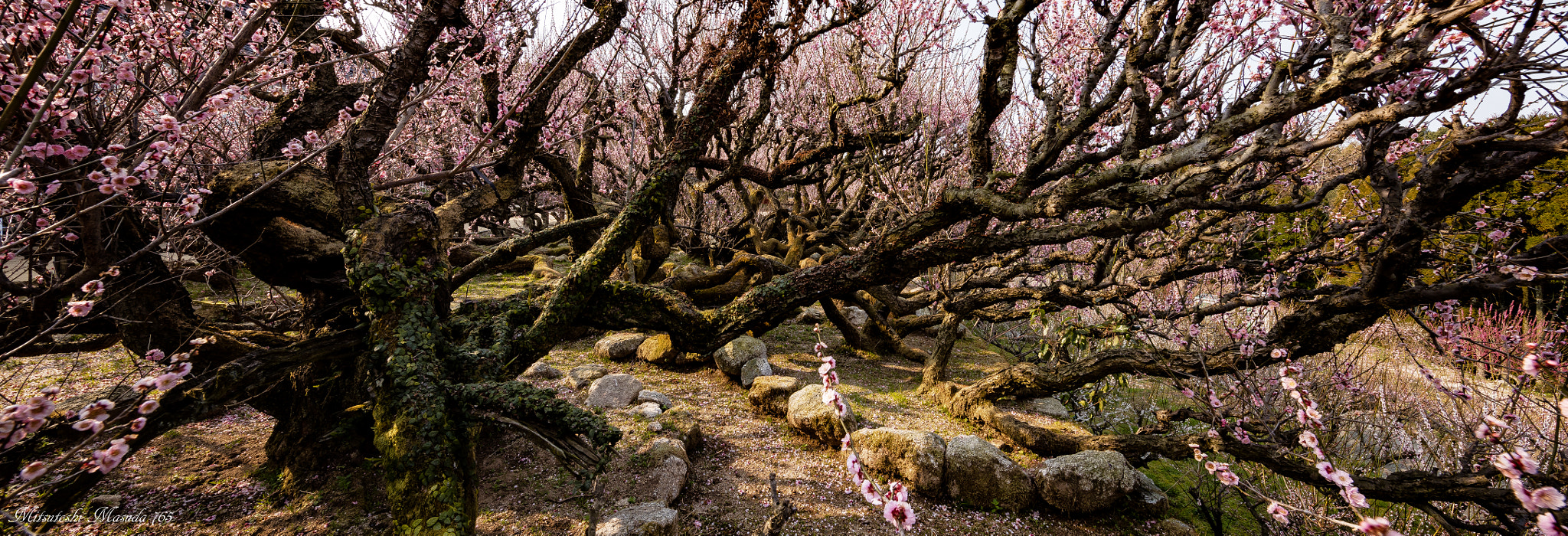 Canon EF 11-24mm F4L USM sample photo. "ga ryūbai  (wolong plum)" fukōji temple photography