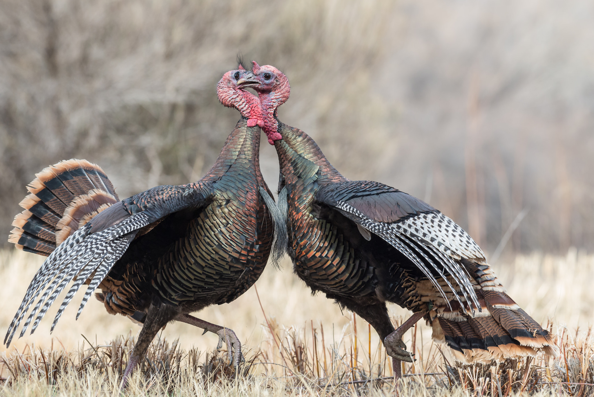 Nikon D800 + Nikon AF-S Nikkor 300mm F2.8G ED VR II sample photo. A peck on the cheek photography