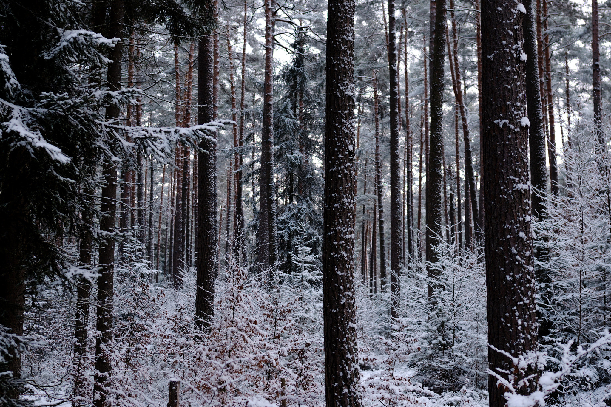 Nikon D3100 + Tamron SP 35mm F1.8 Di VC USD sample photo. Winterish woods photography