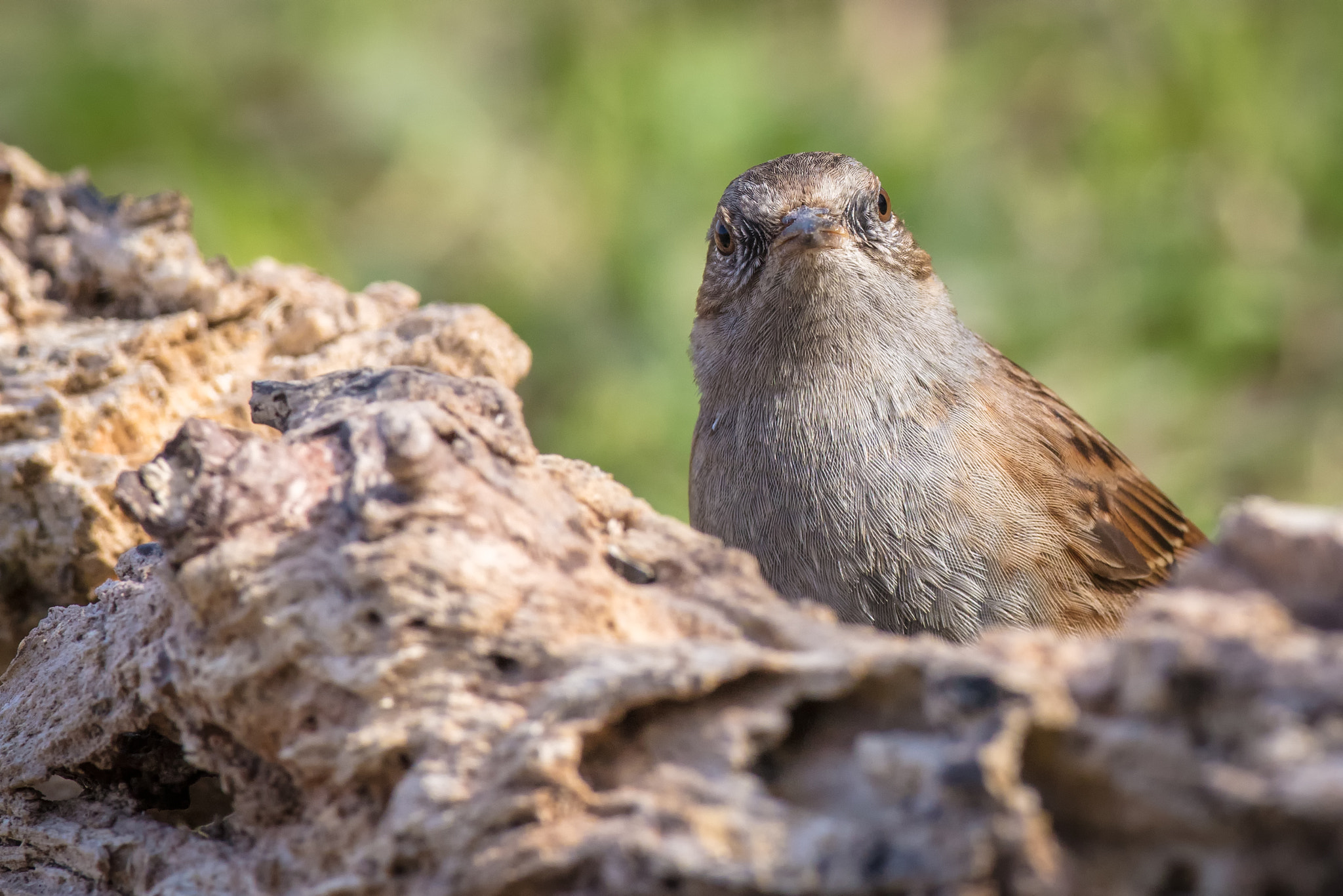 Canon EOS 5DS R + Canon EF 500mm F4L IS USM sample photo. What the #@!* you lookin' at? photography