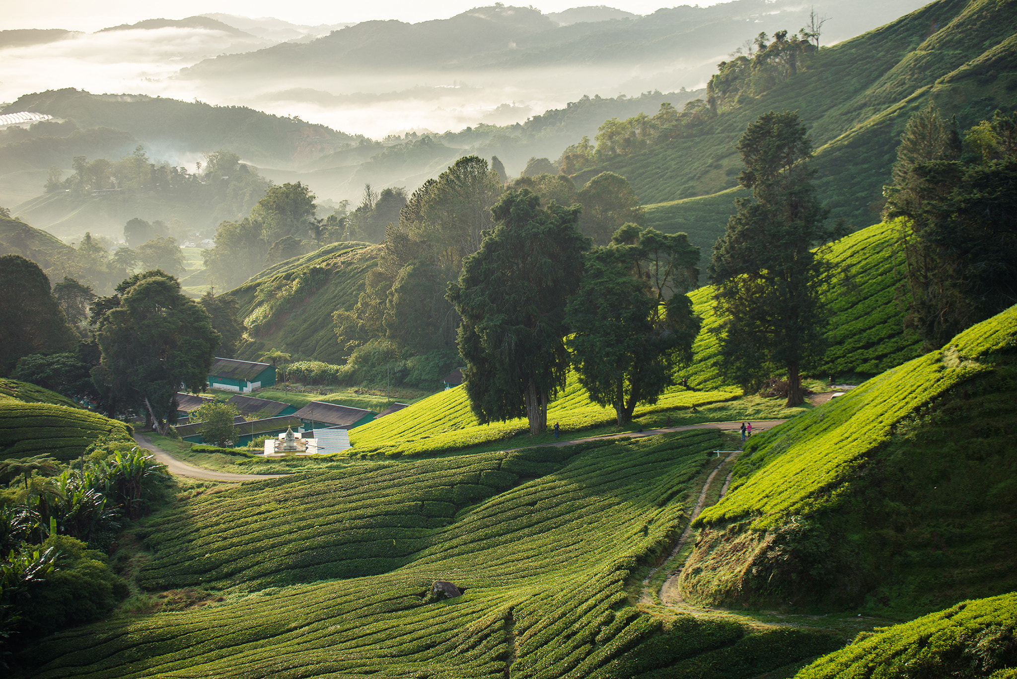 Nikon D800E + Tamron SP 70-200mm F2.8 Di VC USD sample photo. Tea plantation photography