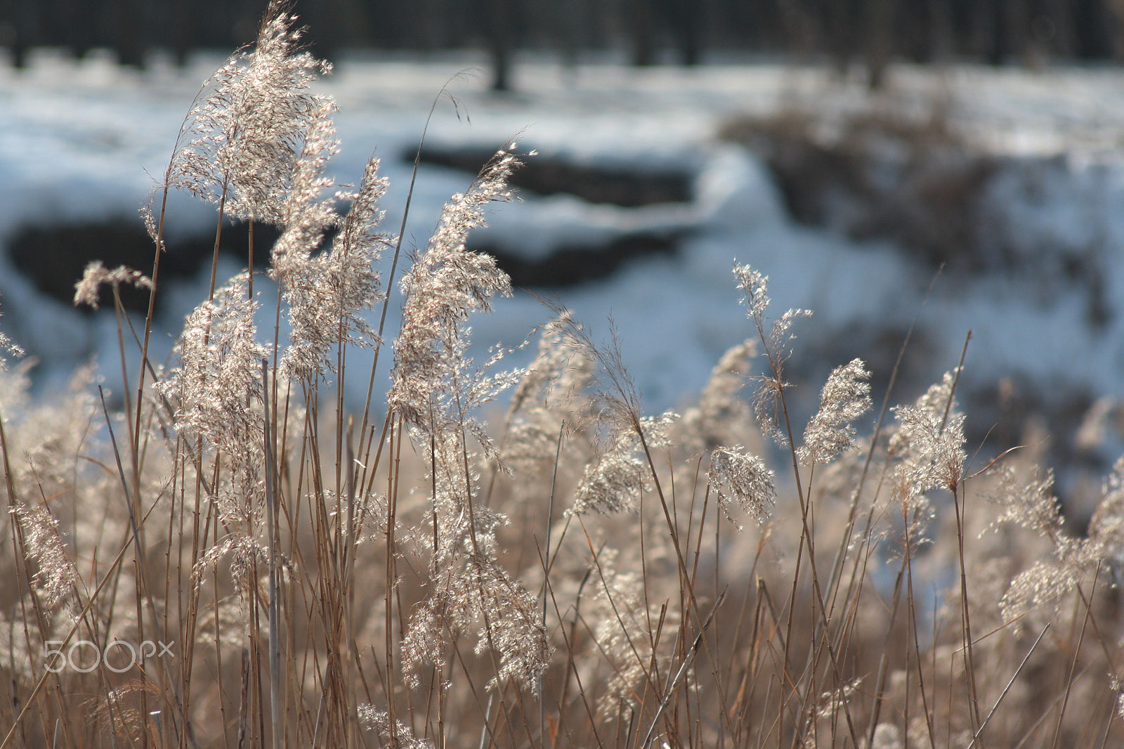 Canon EOS 1000D (EOS Digital Rebel XS / EOS Kiss F) sample photo. Sunshine in the grass photography