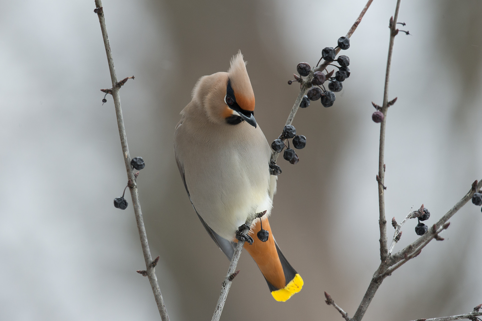 Nikon D4 + Nikon AF-S Nikkor 800mm F5.6E FL ED VR sample photo. Jaseur boreal, bobucilla garrulus, bohemian waxwing photography