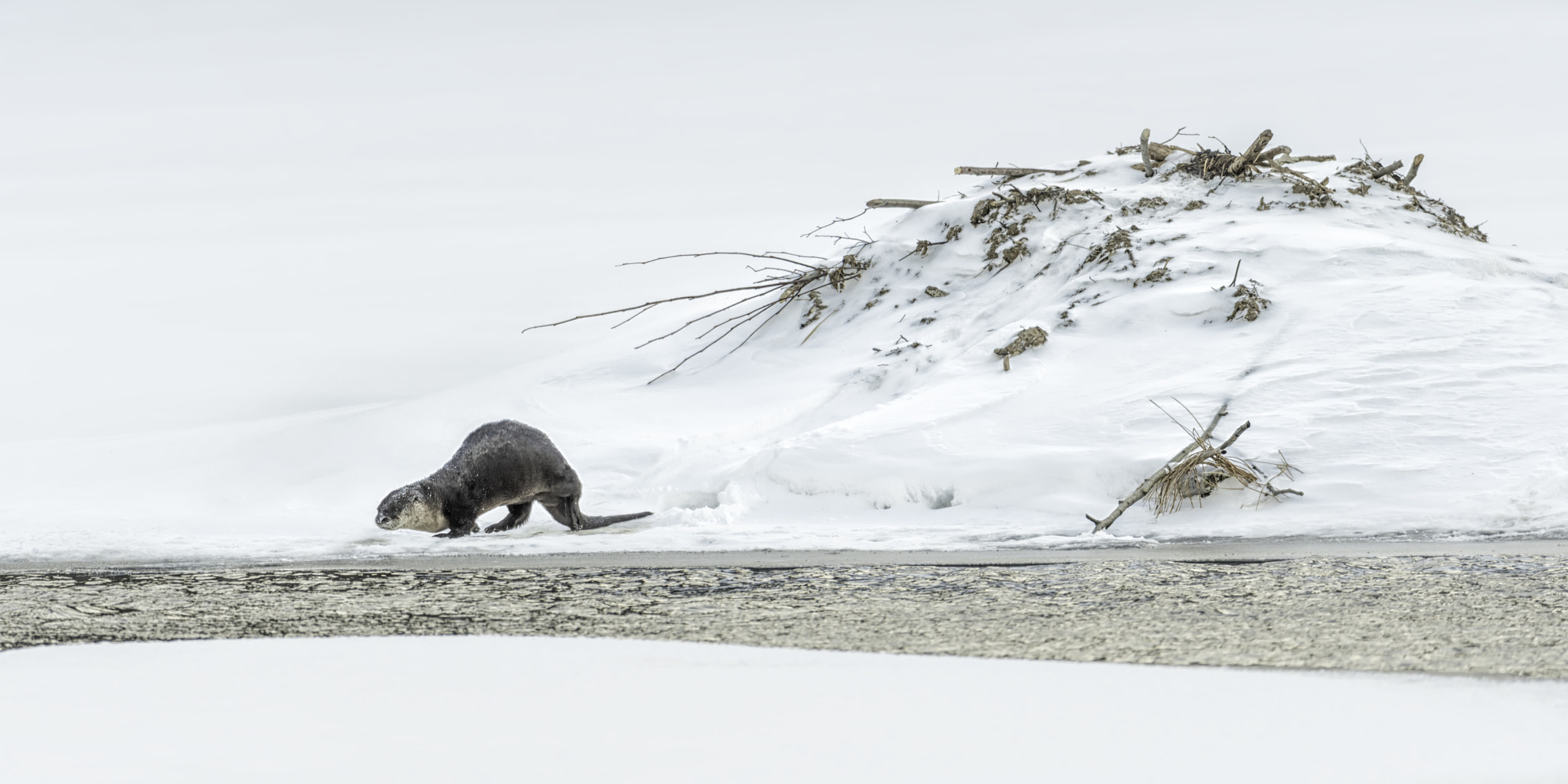 Nikon D500 + Nikon AF-S Nikkor 600mm F4G ED VR sample photo. Heading for water... photography
