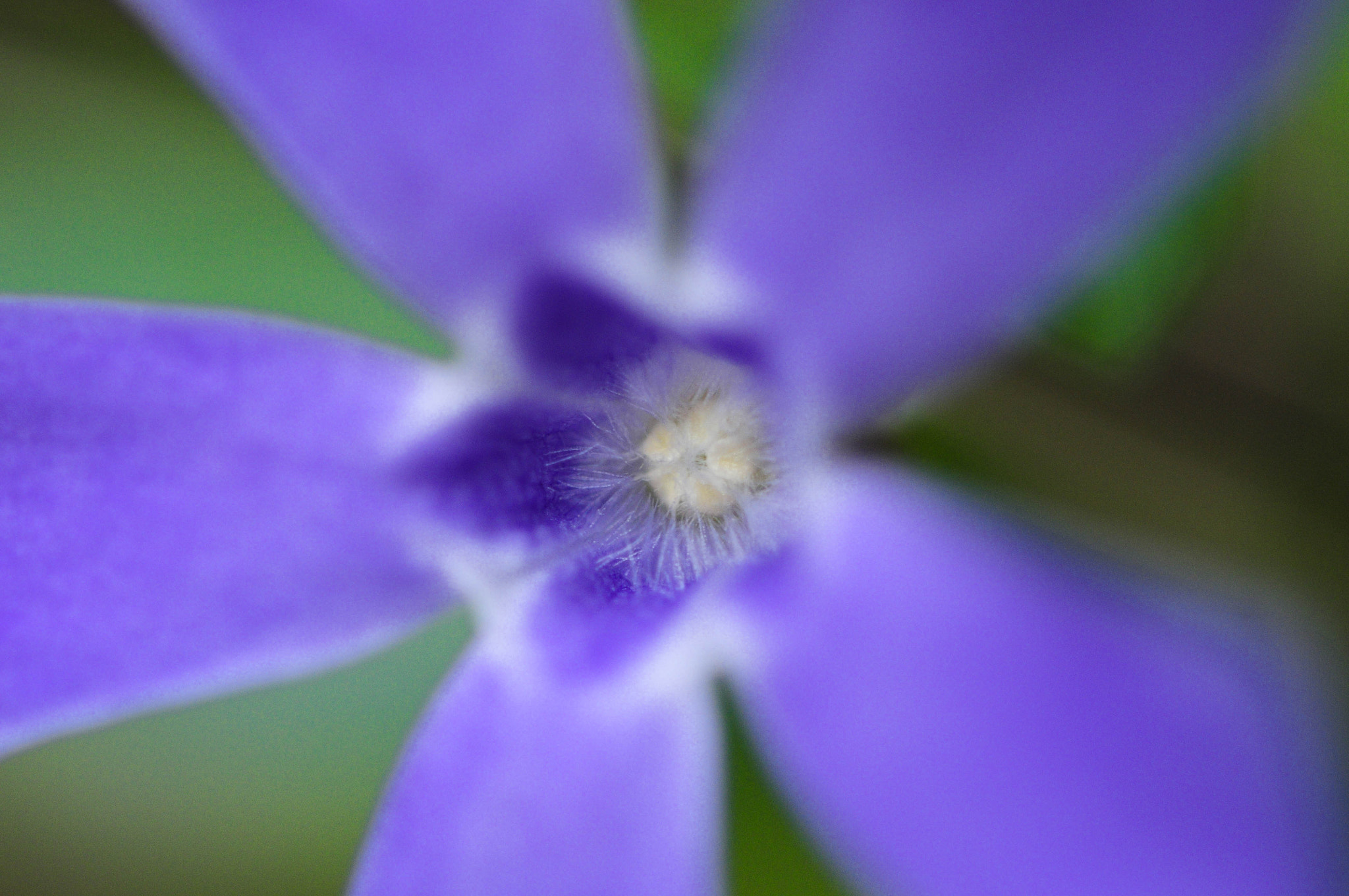 Nikon AF-S Micro-Nikkor 105mm F2.8G IF-ED VR sample photo. Purple flower photography