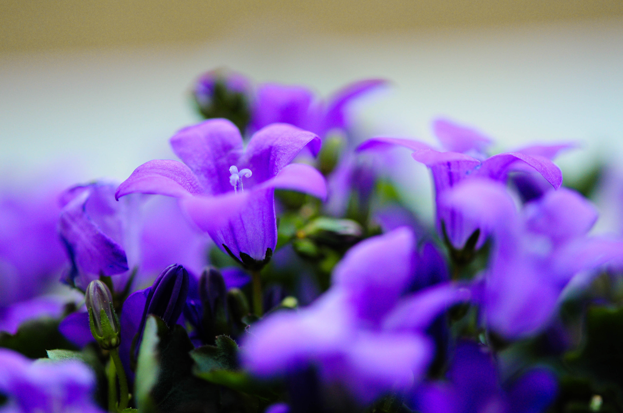 Nikon AF-S Micro-Nikkor 105mm F2.8G IF-ED VR sample photo. Purple flower photography