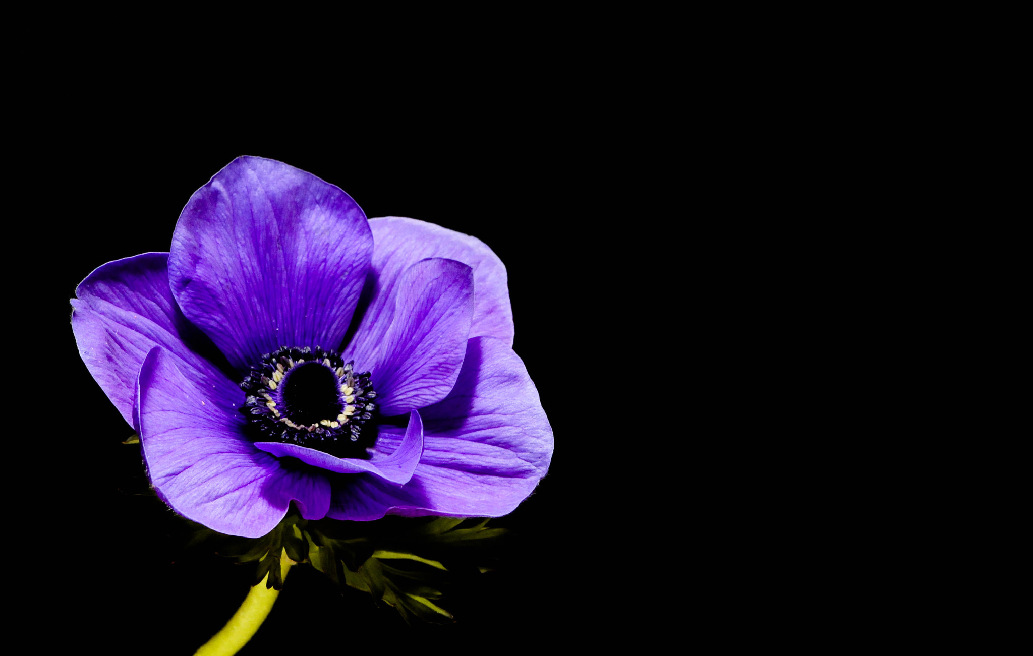 Nikon AF-S Micro-Nikkor 105mm F2.8G IF-ED VR sample photo. Purple flower photography