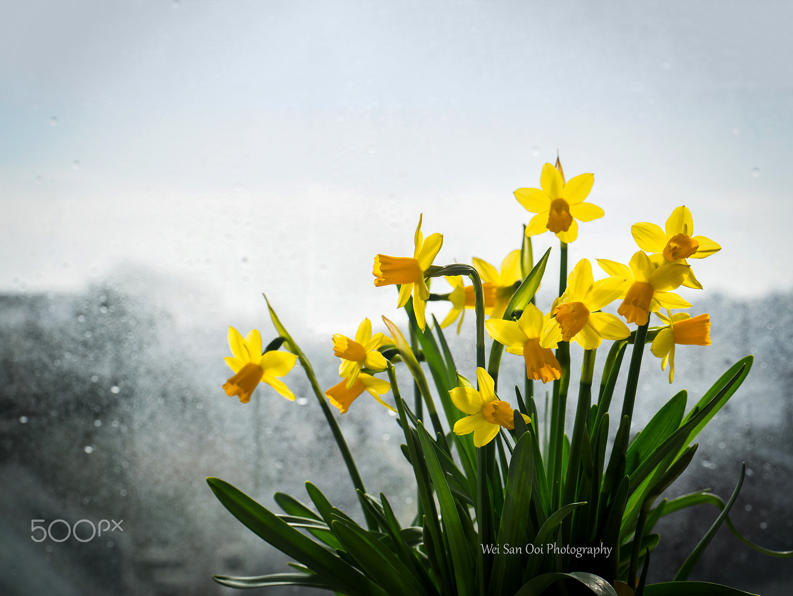 Panasonic Lumix DMC-GX7 sample photo. Daffodils 71 photography