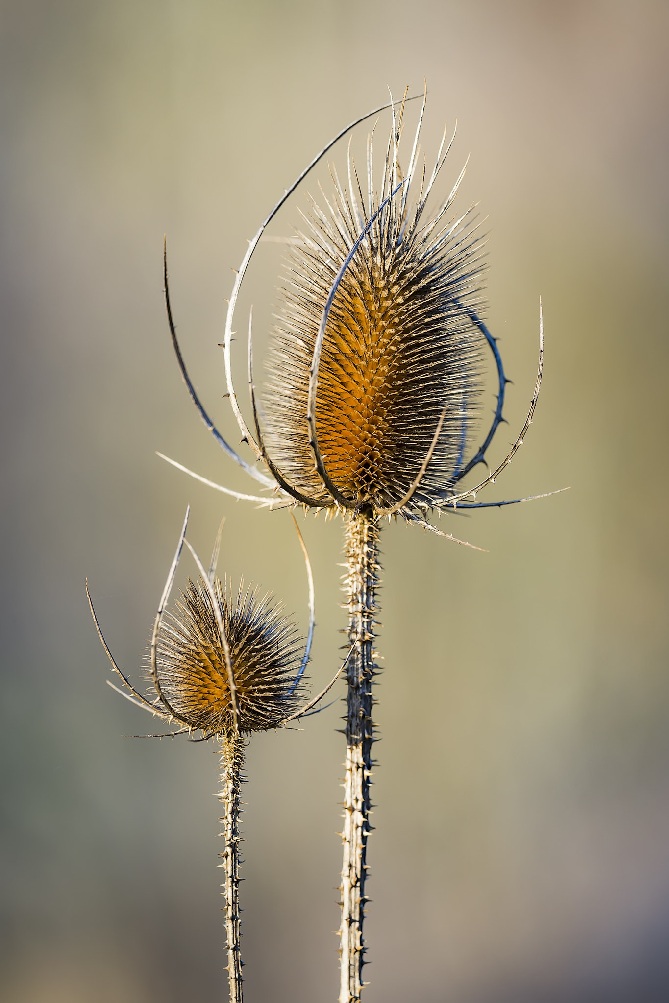 Sony a99 II + Sigma 180mm F3.5 EX DG Macro sample photo. Waiting for spring photography