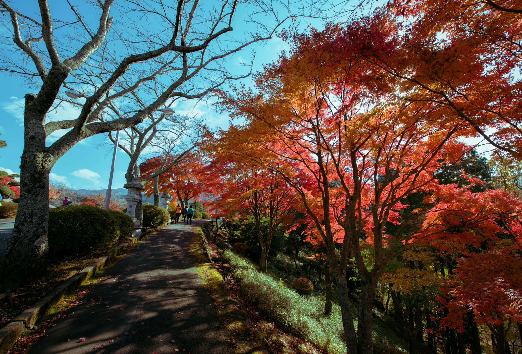Nikon AF-S Nikkor 14-24mm F2.8G ED sample photo. Maple photography
