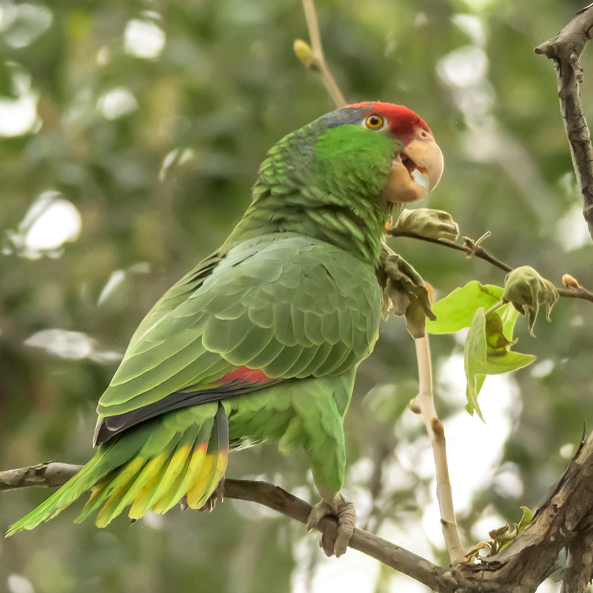 Nikon D810 sample photo. Parrot photography