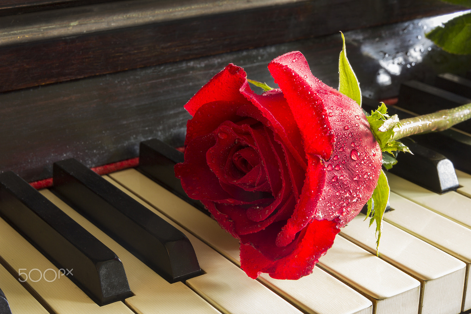 Canon EOS 60D sample photo. Rose photography