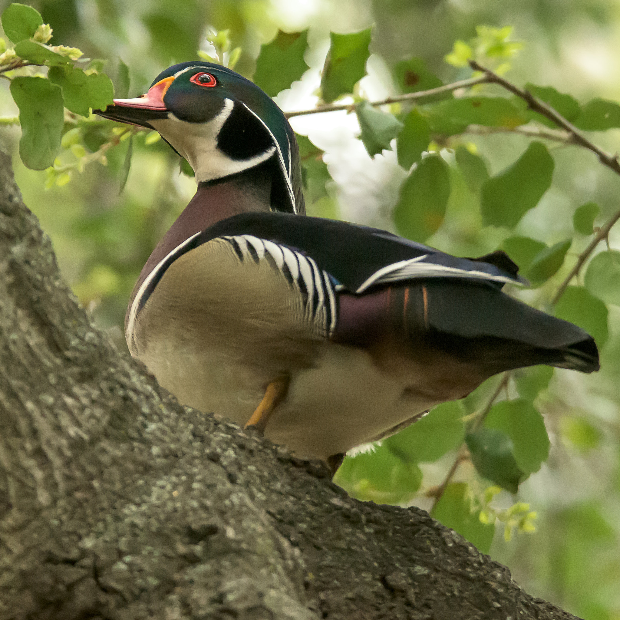 Nikon D810 sample photo. Wood duck photography
