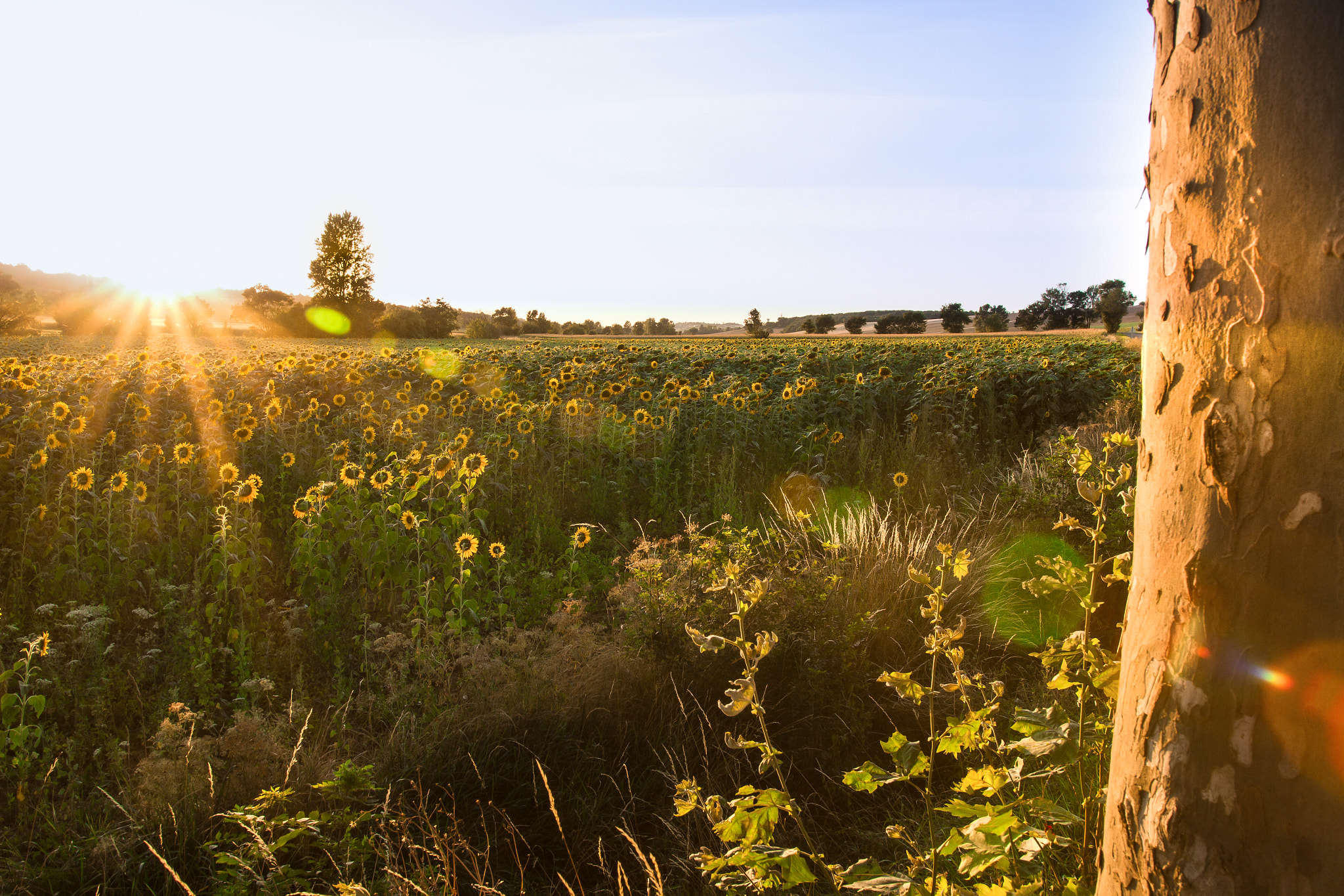 Sigma 18-35mm f/1.8 DC HSM sample photo. Danse du soleil photography