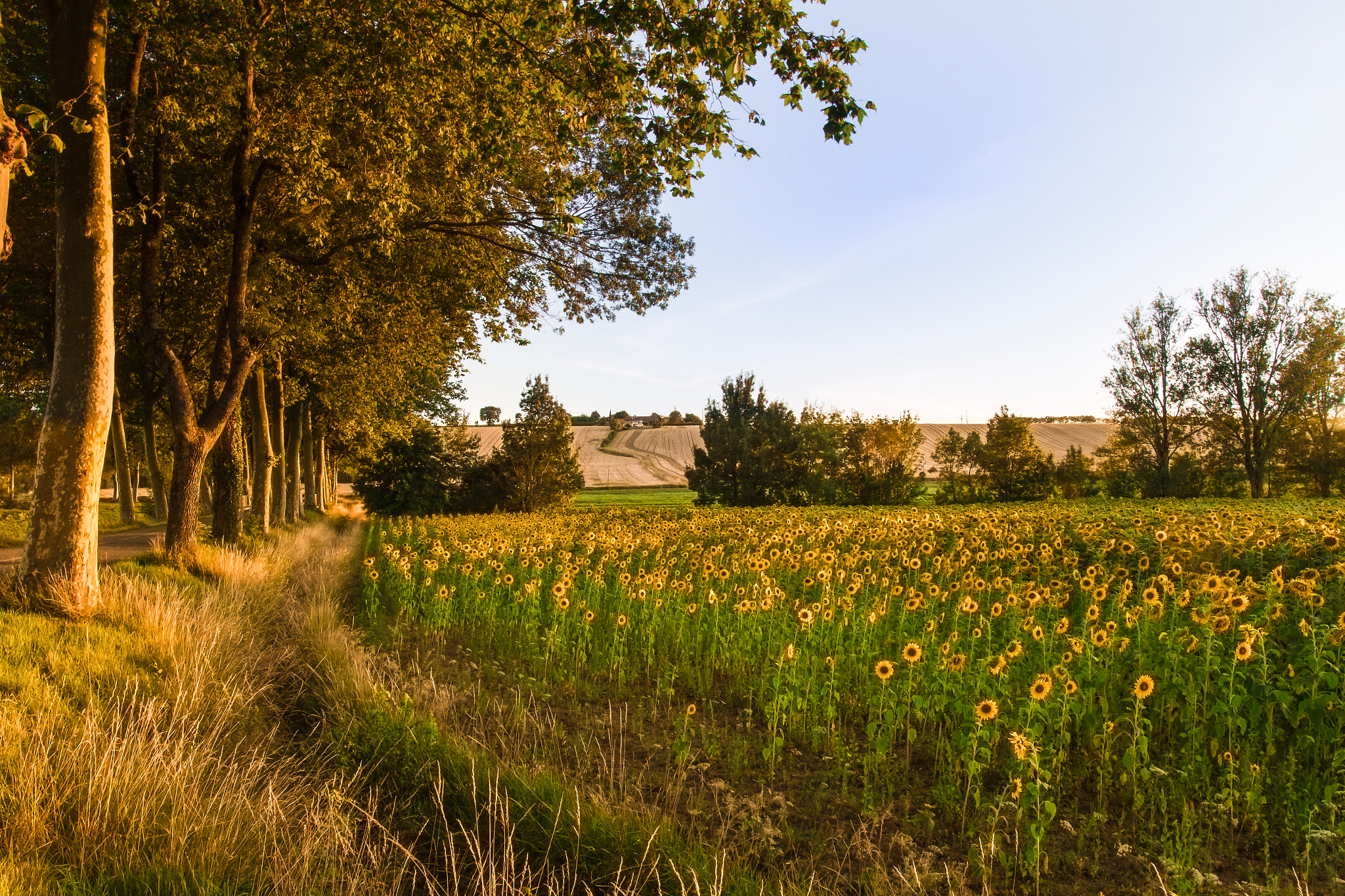 Sigma 18-35mm f/1.8 DC HSM sample photo. Danse du soleil photography