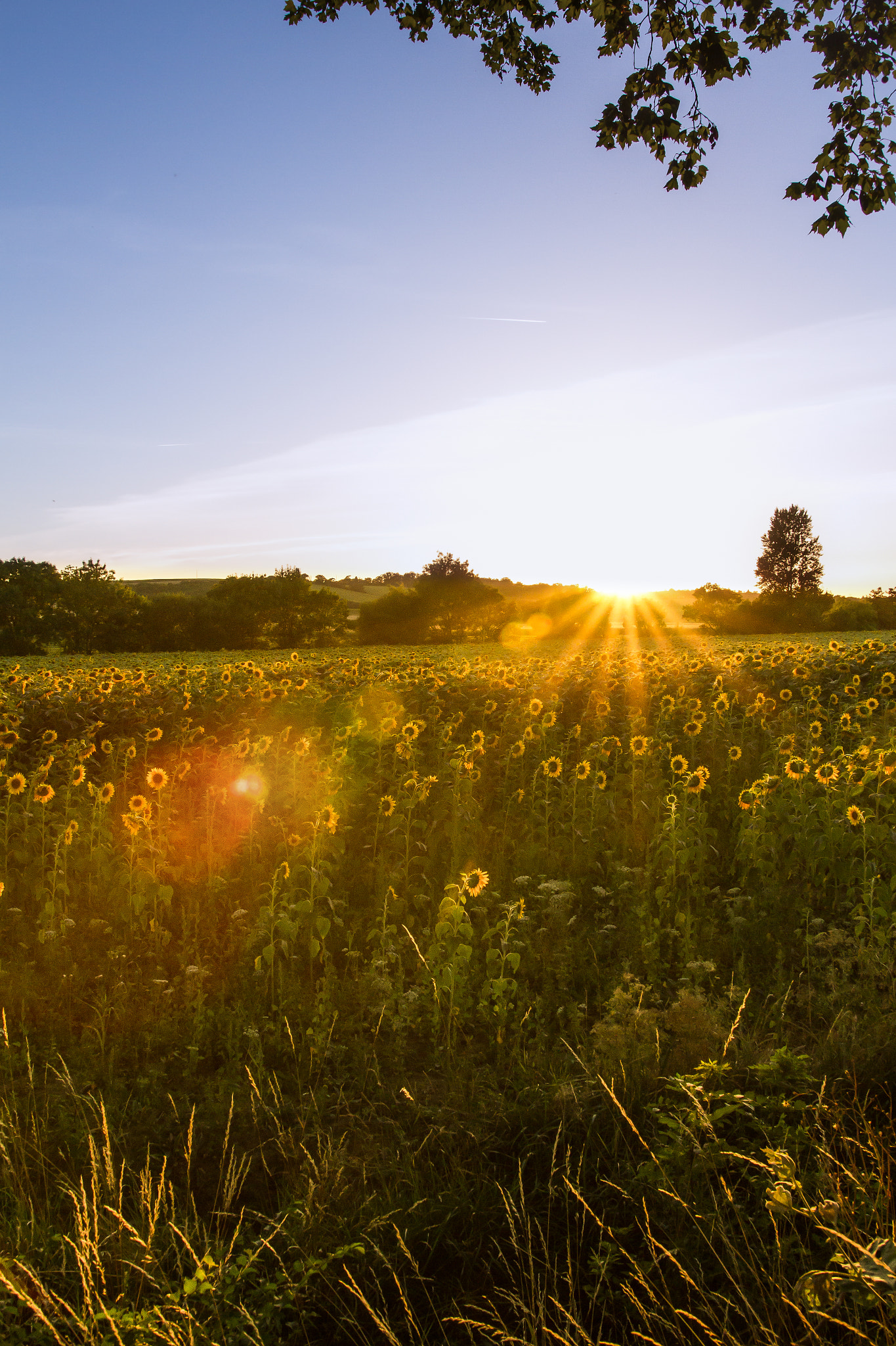 Sigma 18-35mm f/1.8 DC HSM sample photo. Danse du soleil photography