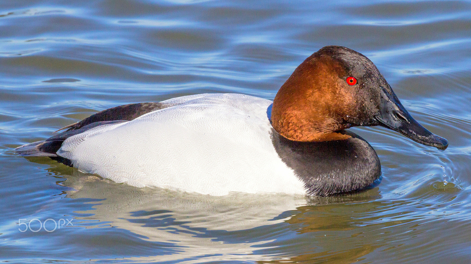 Canon EOS 60D sample photo. Canvasback duck (male) photography
