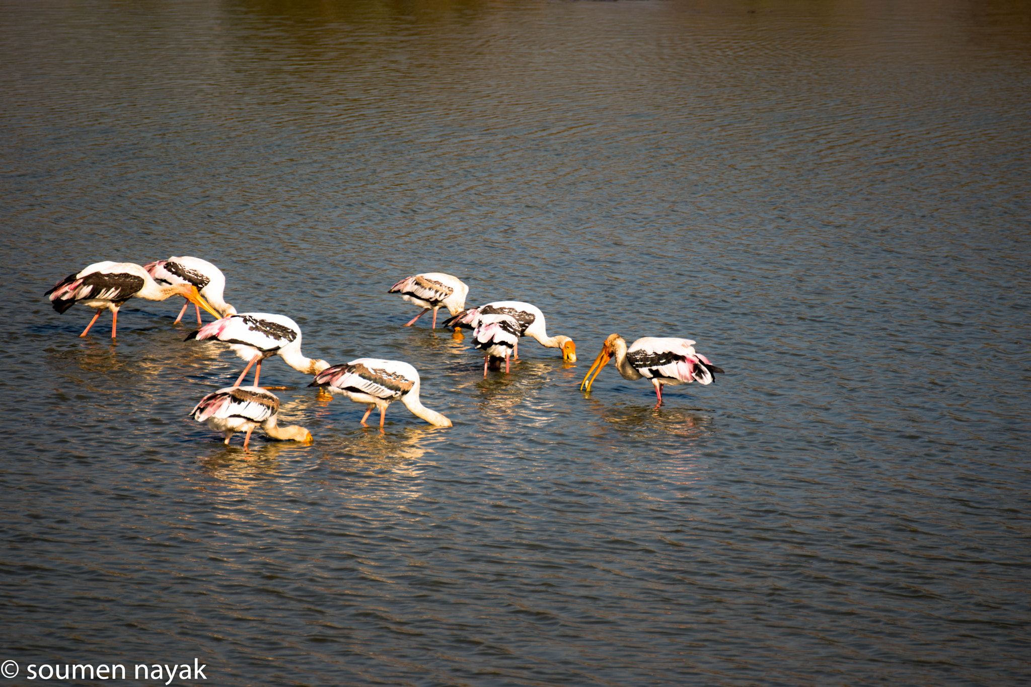 Nikon D5500 sample photo. Storks photography