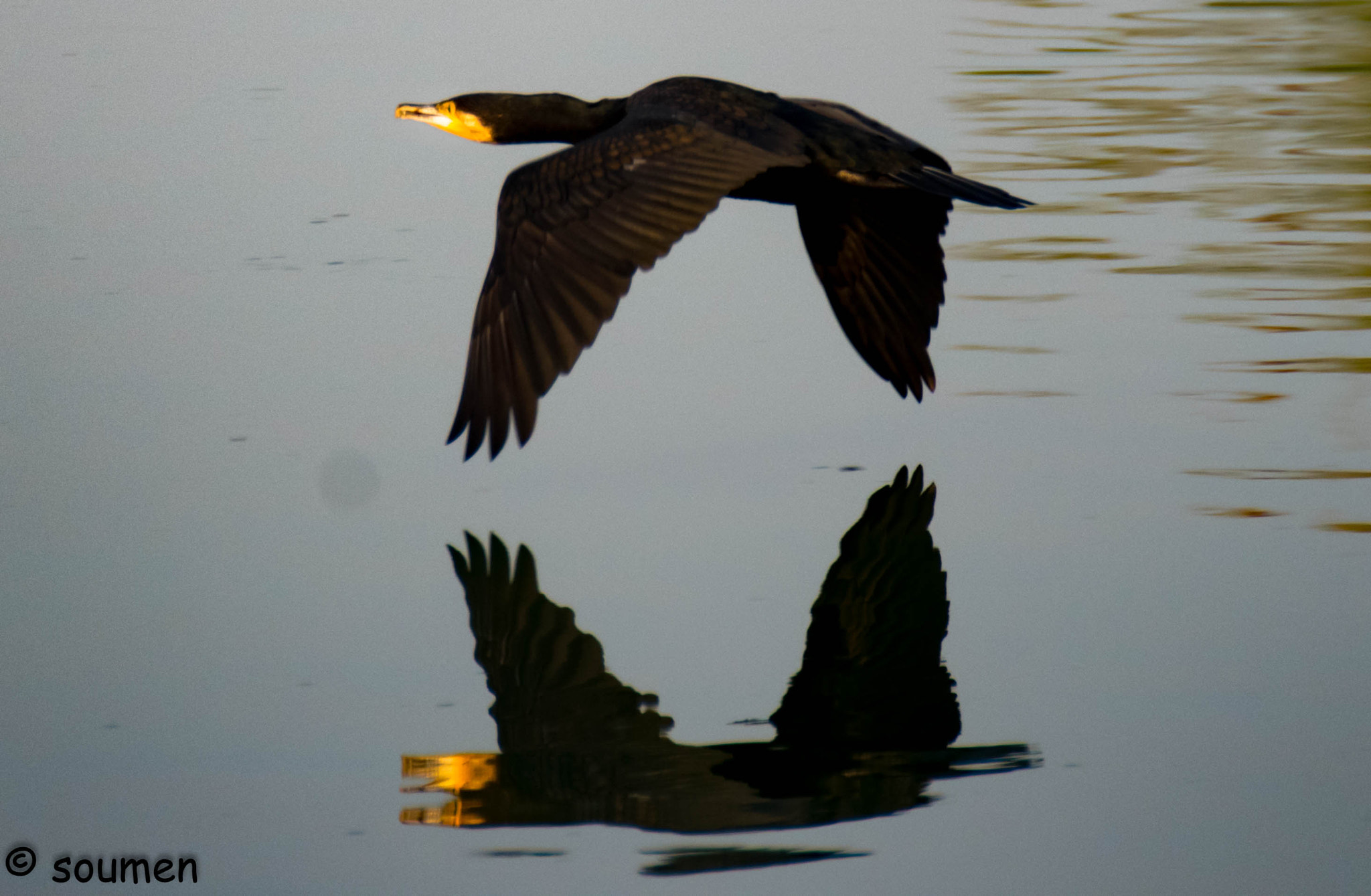 Nikon D5500 sample photo. Cormorant photography
