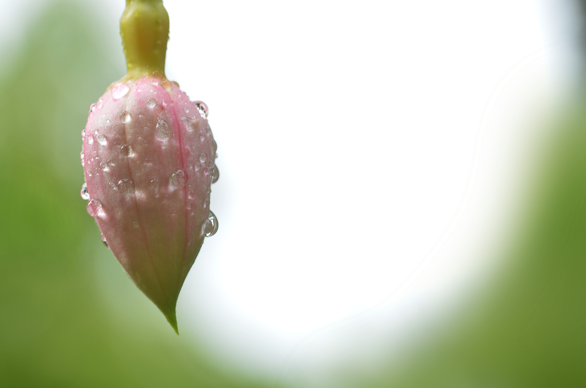 Sigma 105mm F2.8 EX DG OS HSM sample photo. Waterdrops photography