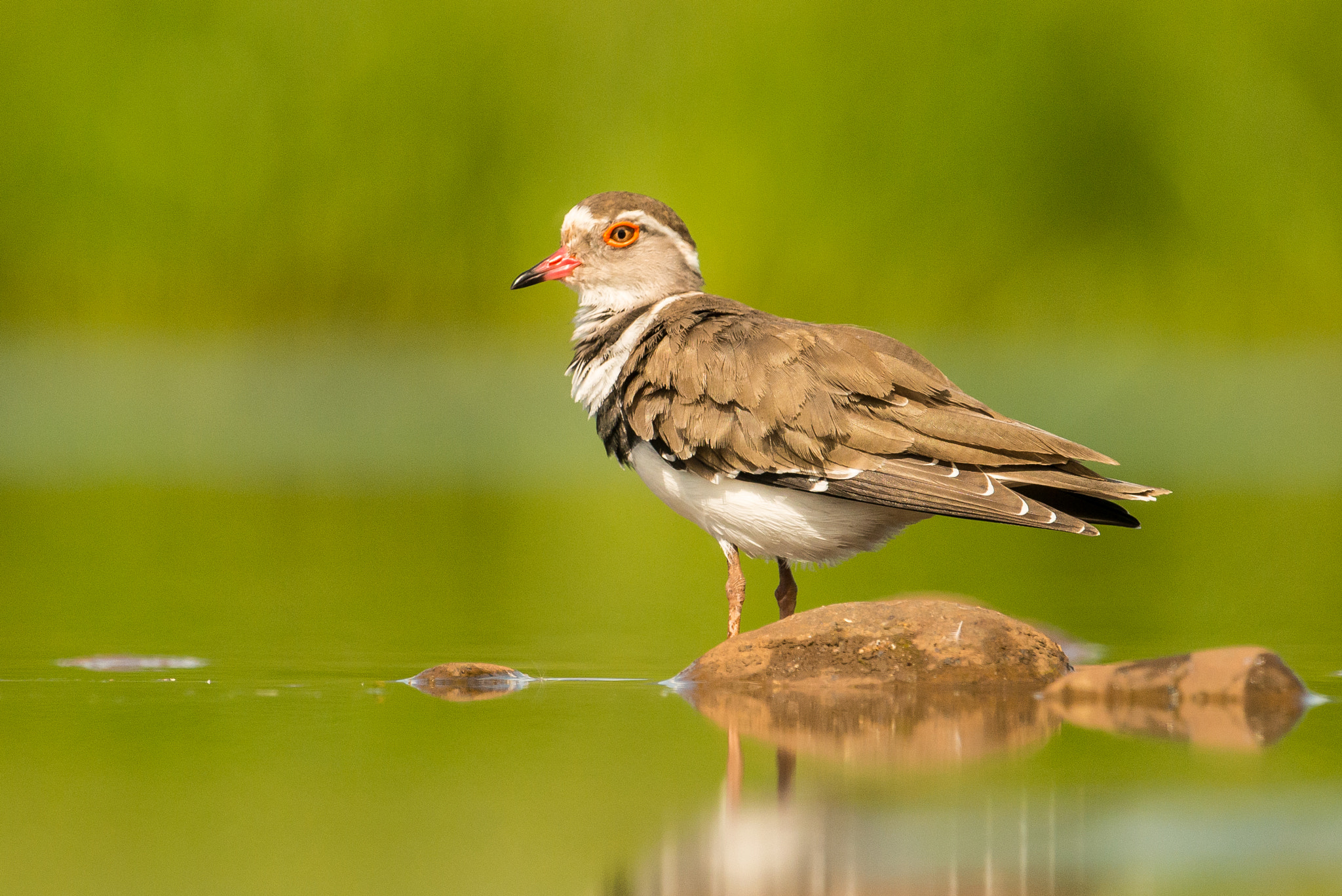 Nikon D800E + Nikon AF-S Nikkor 500mm F4G ED VR sample photo. Three banded plover photography