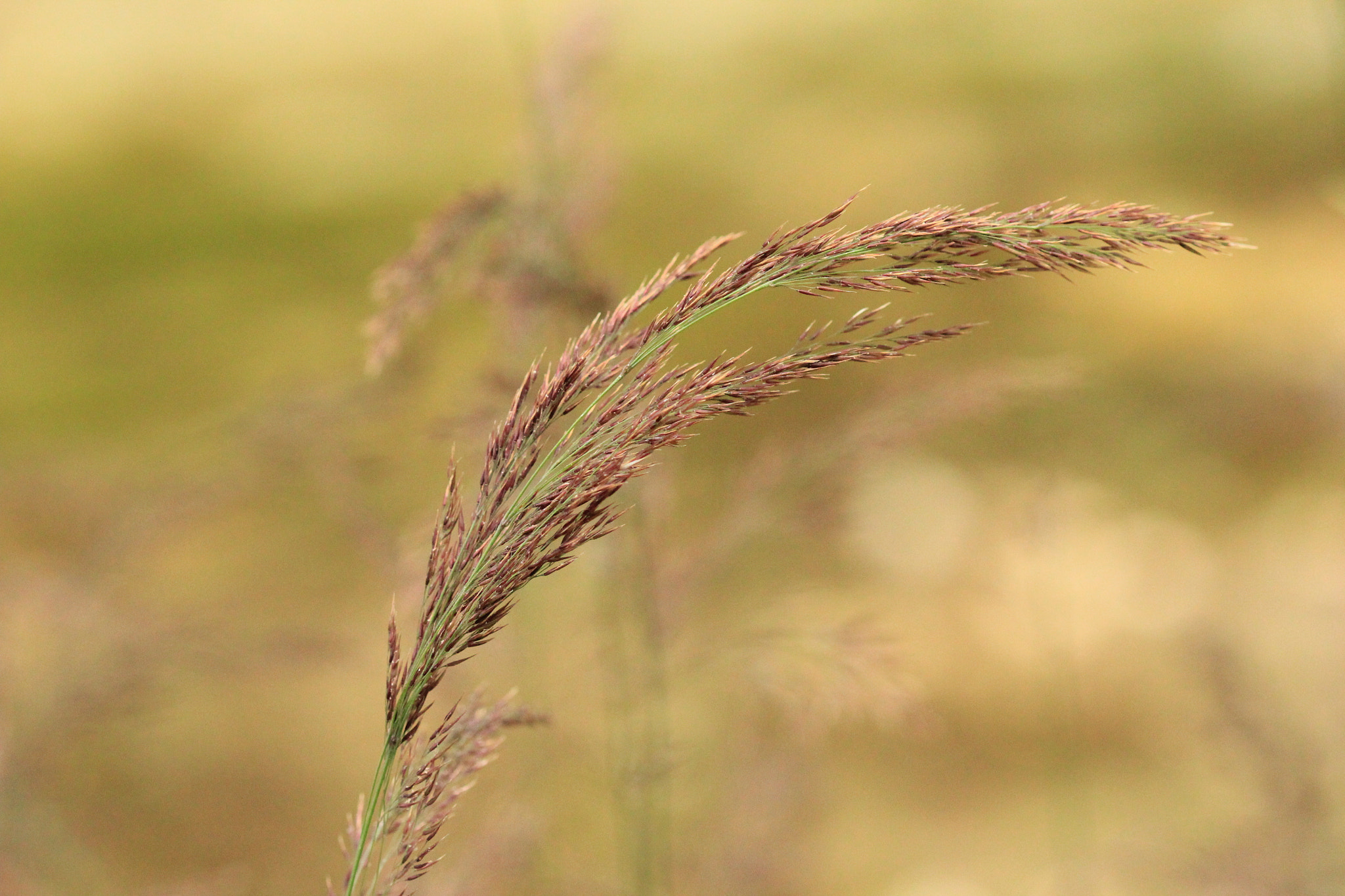 Canon EF 100mm F2.8 Macro USM sample photo. In the wind photography