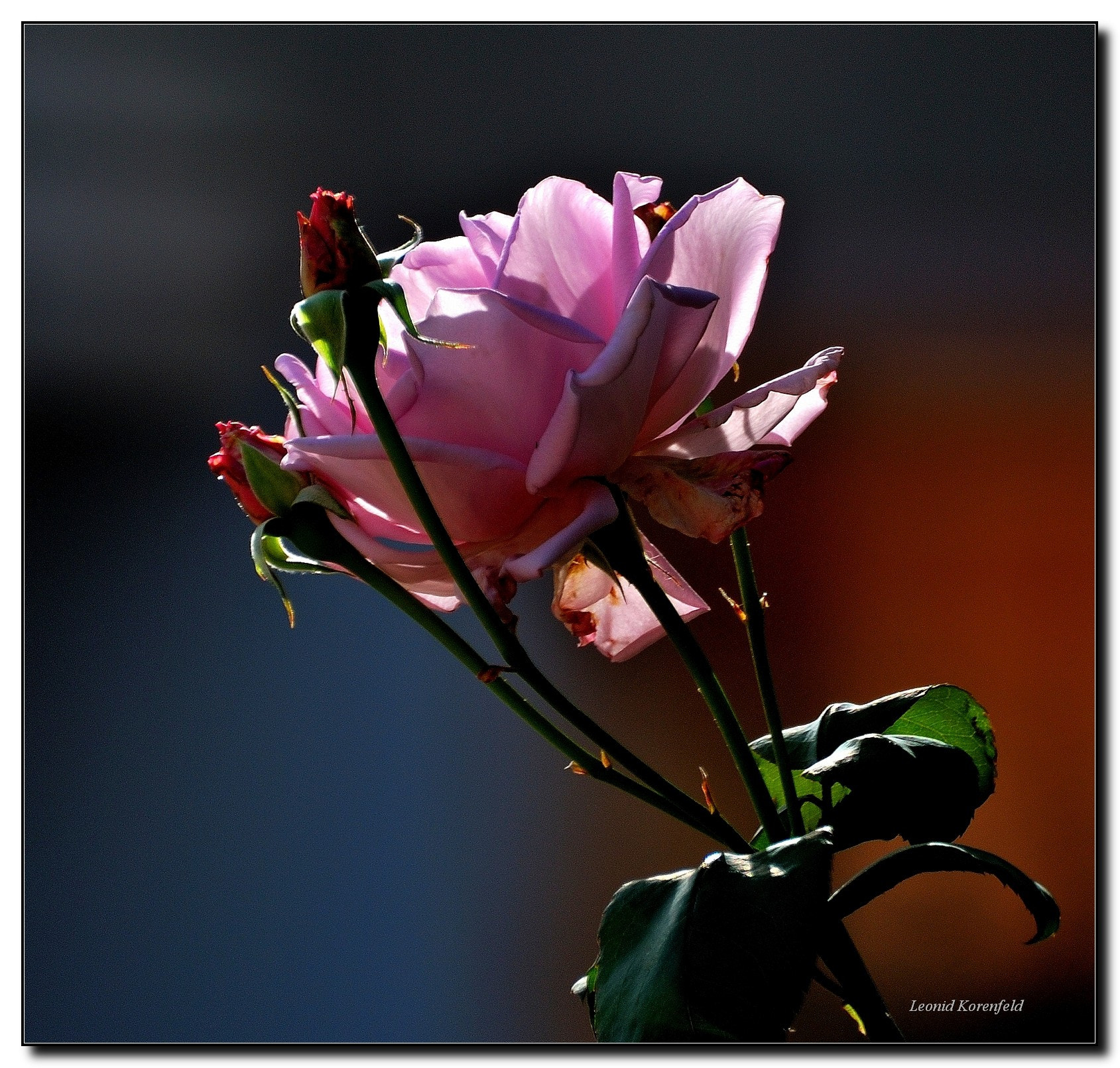 Nikon D80 sample photo. Tn photography